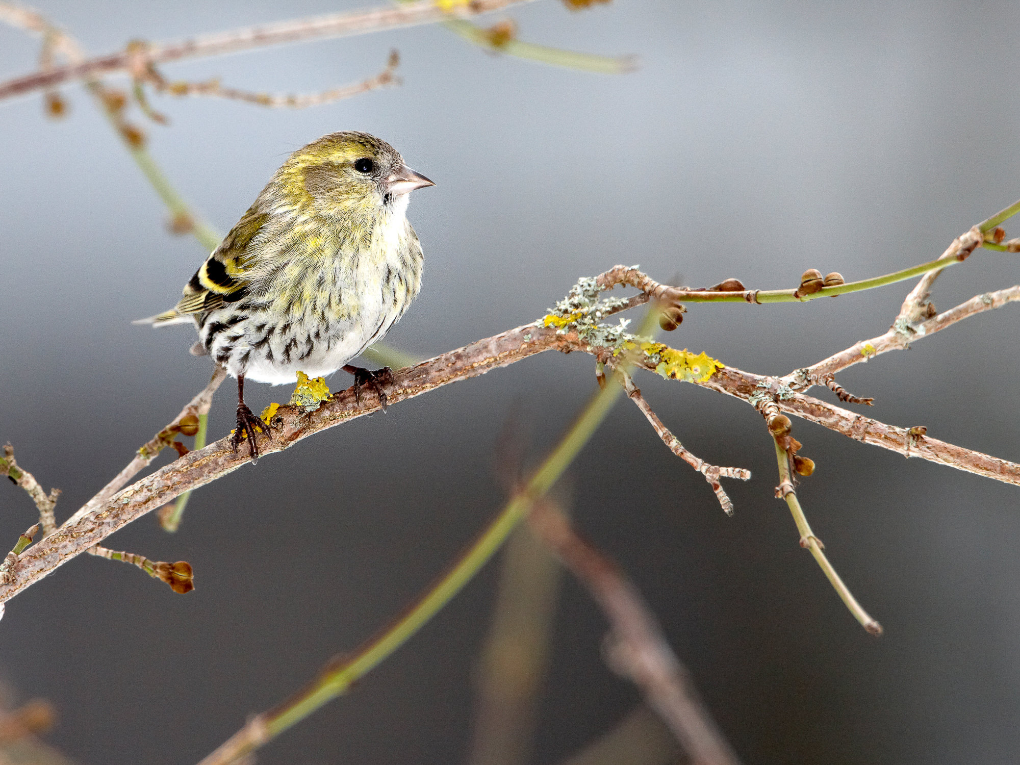 siskin (female)