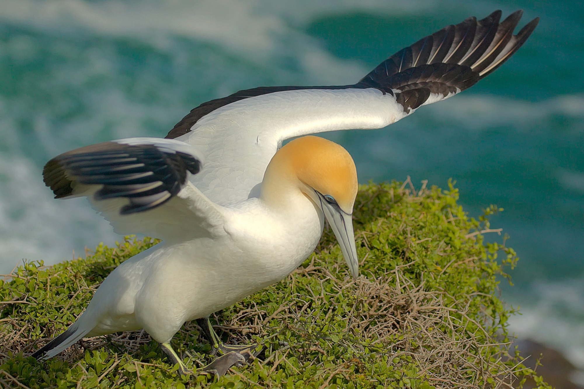gannet near Muriwai