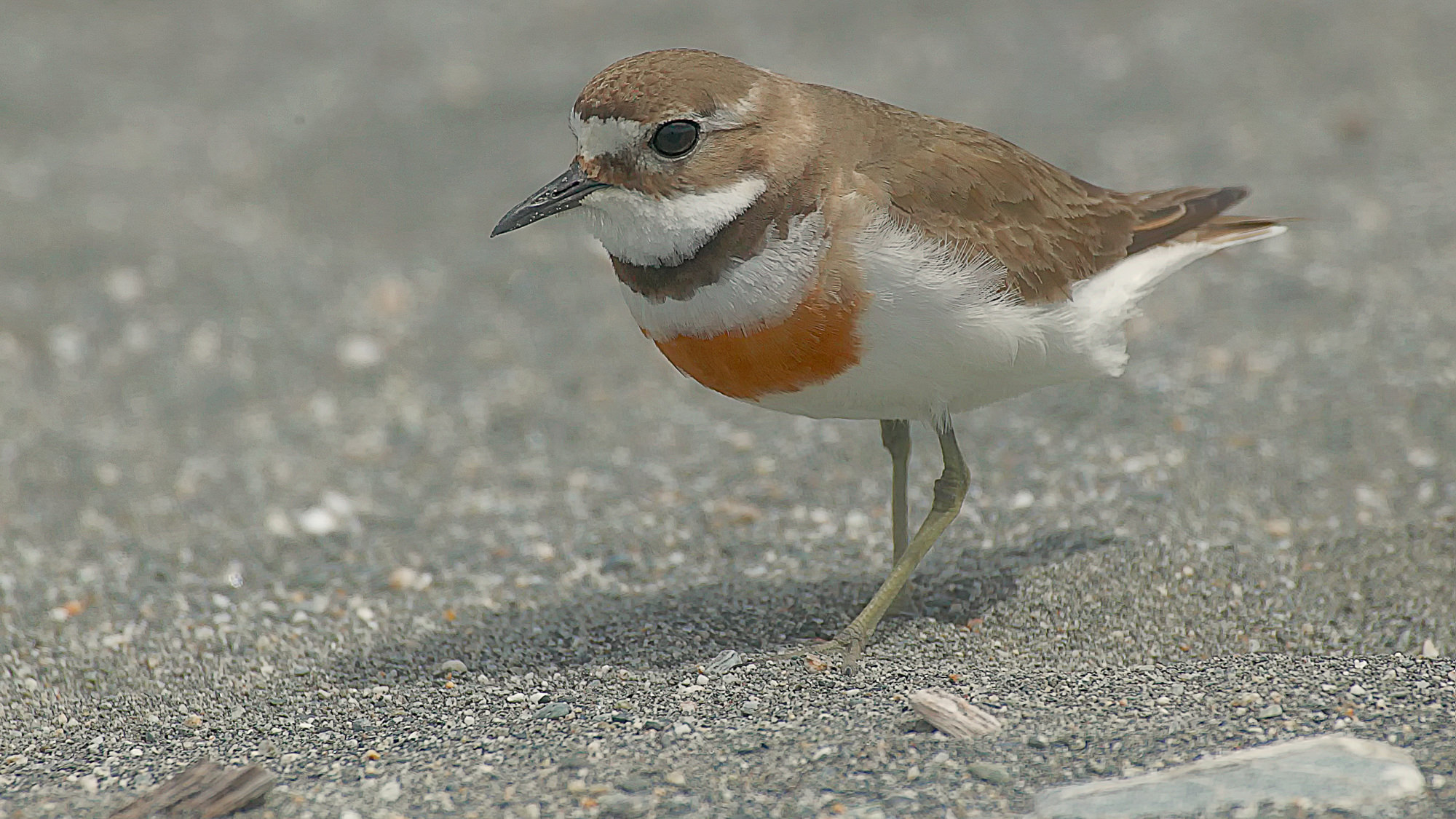 little ringed plover