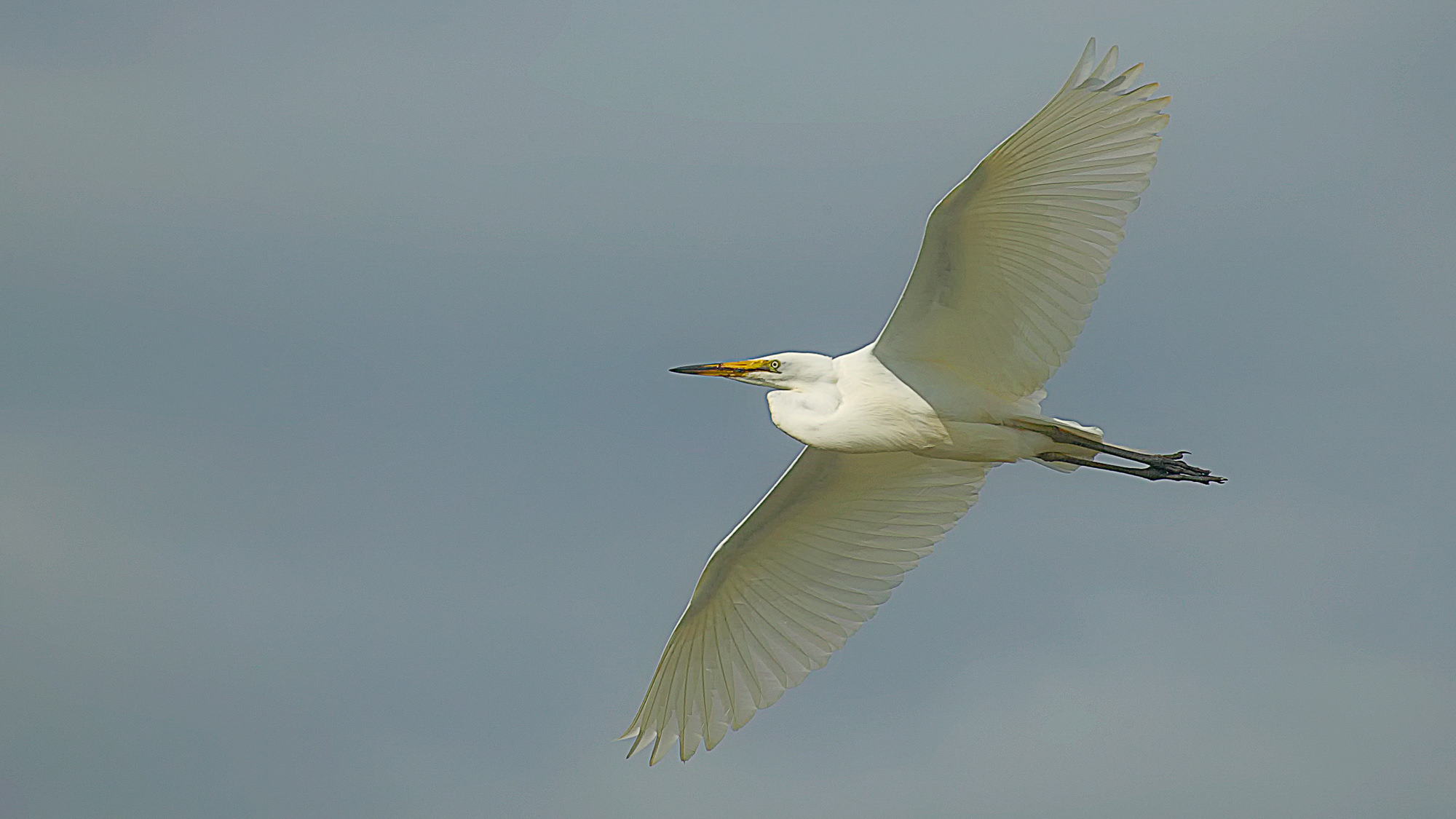great white egret