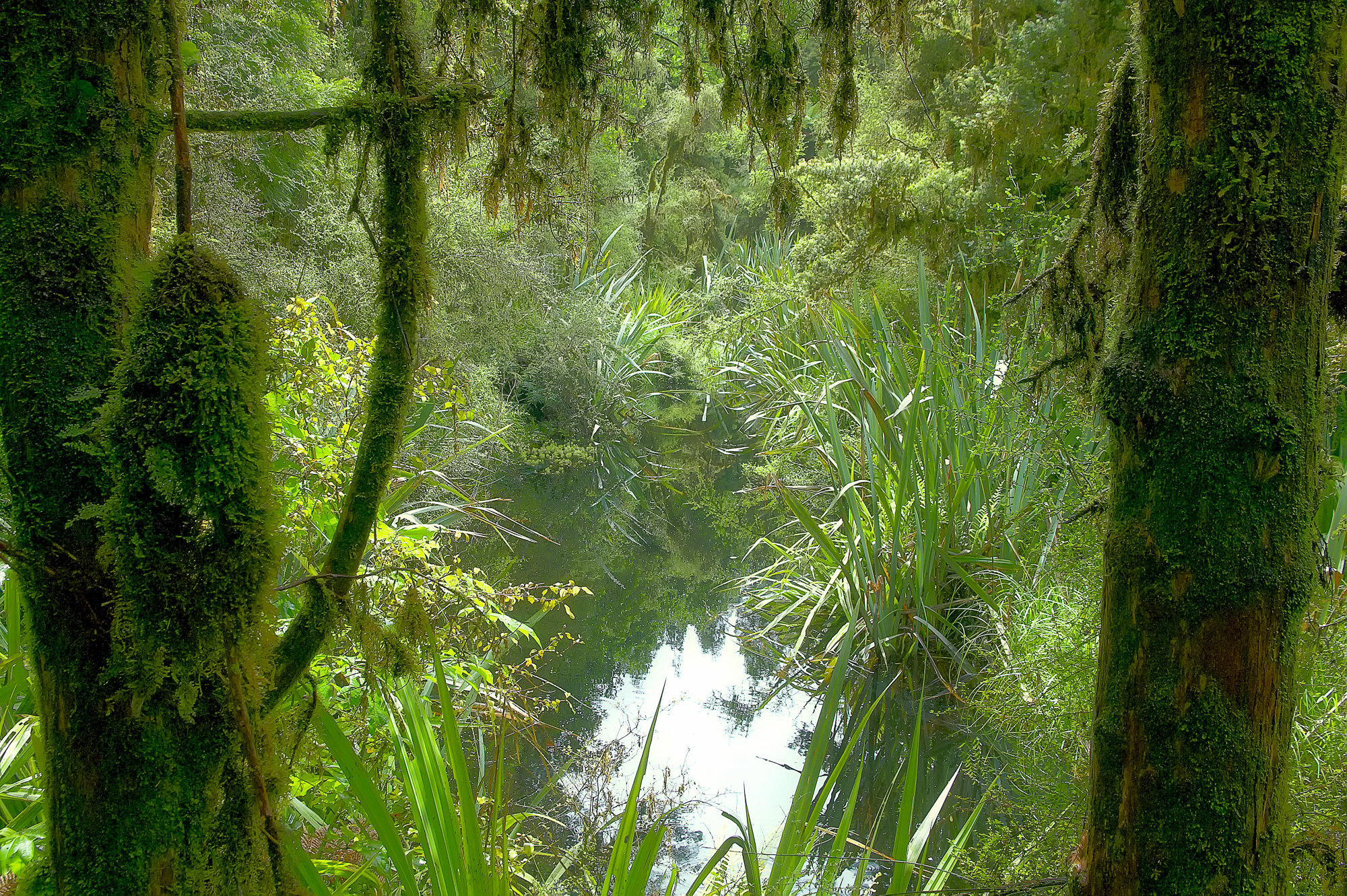 rainforest South Island