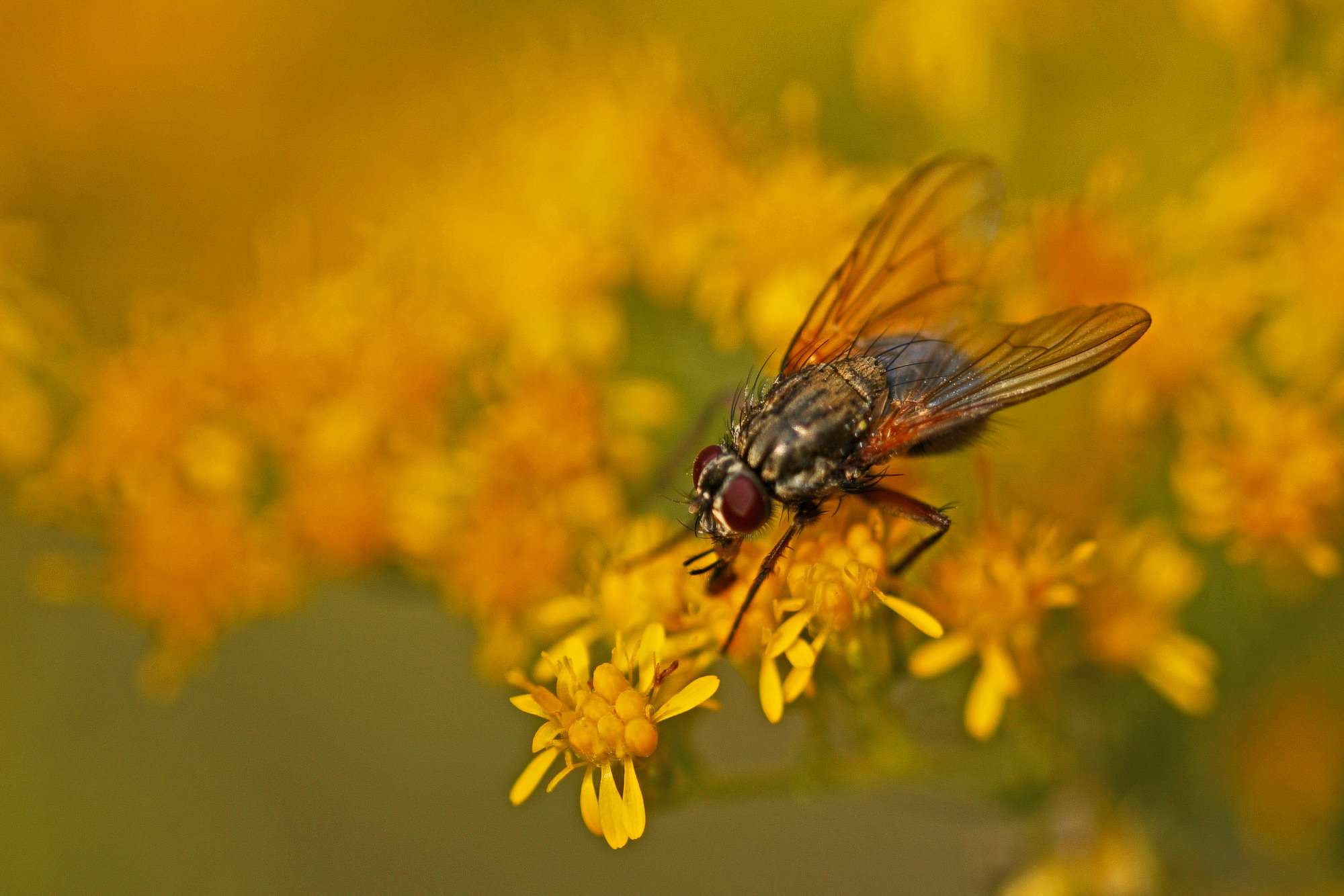 Hausfliege auf Fieberkleeblüte