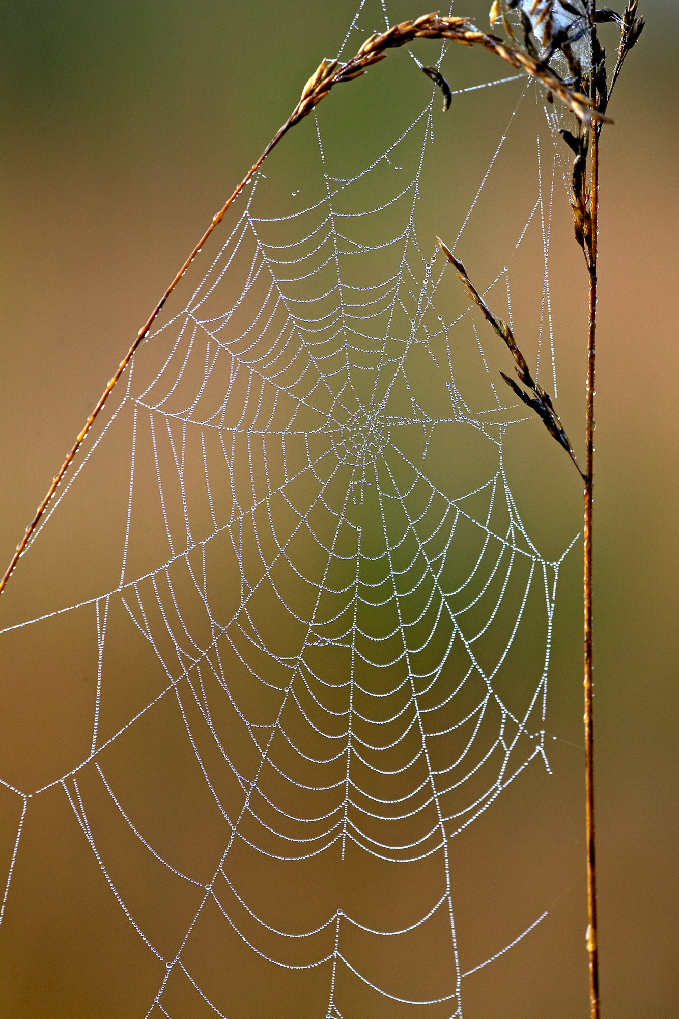 Tautropfen im Spinnennetz