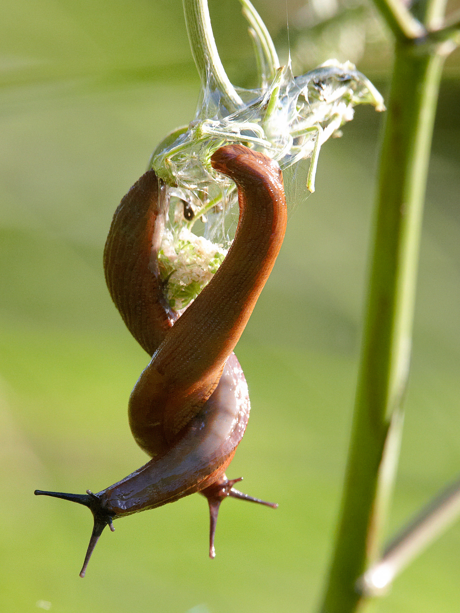 Liebende Nacktschnecken