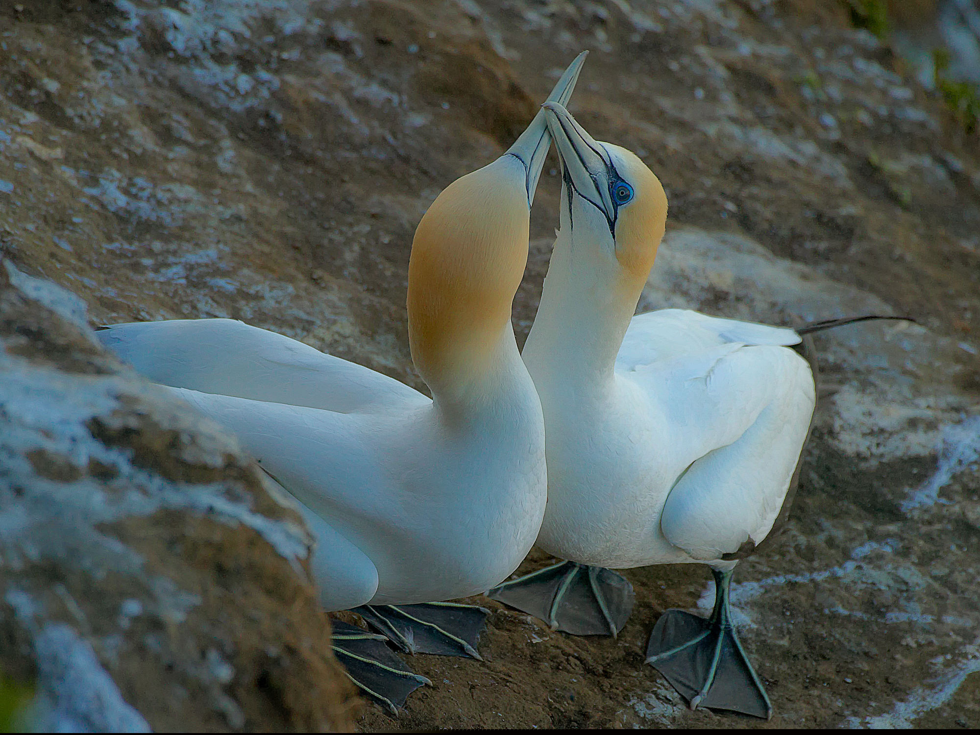 balzende Australtölpel bei Muriwai, Neuseeland