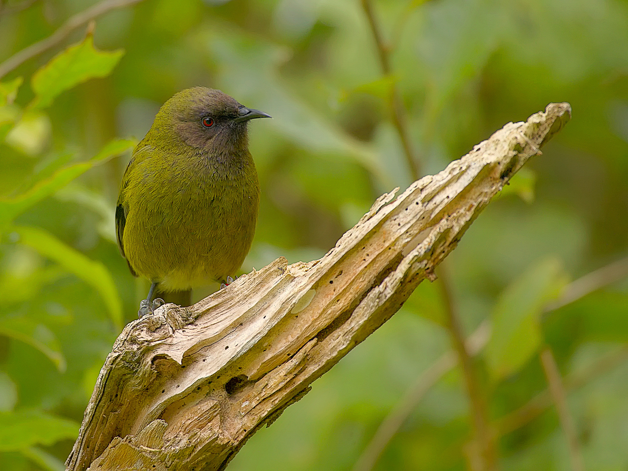 Glockenvogel, endemisch Neuseeland