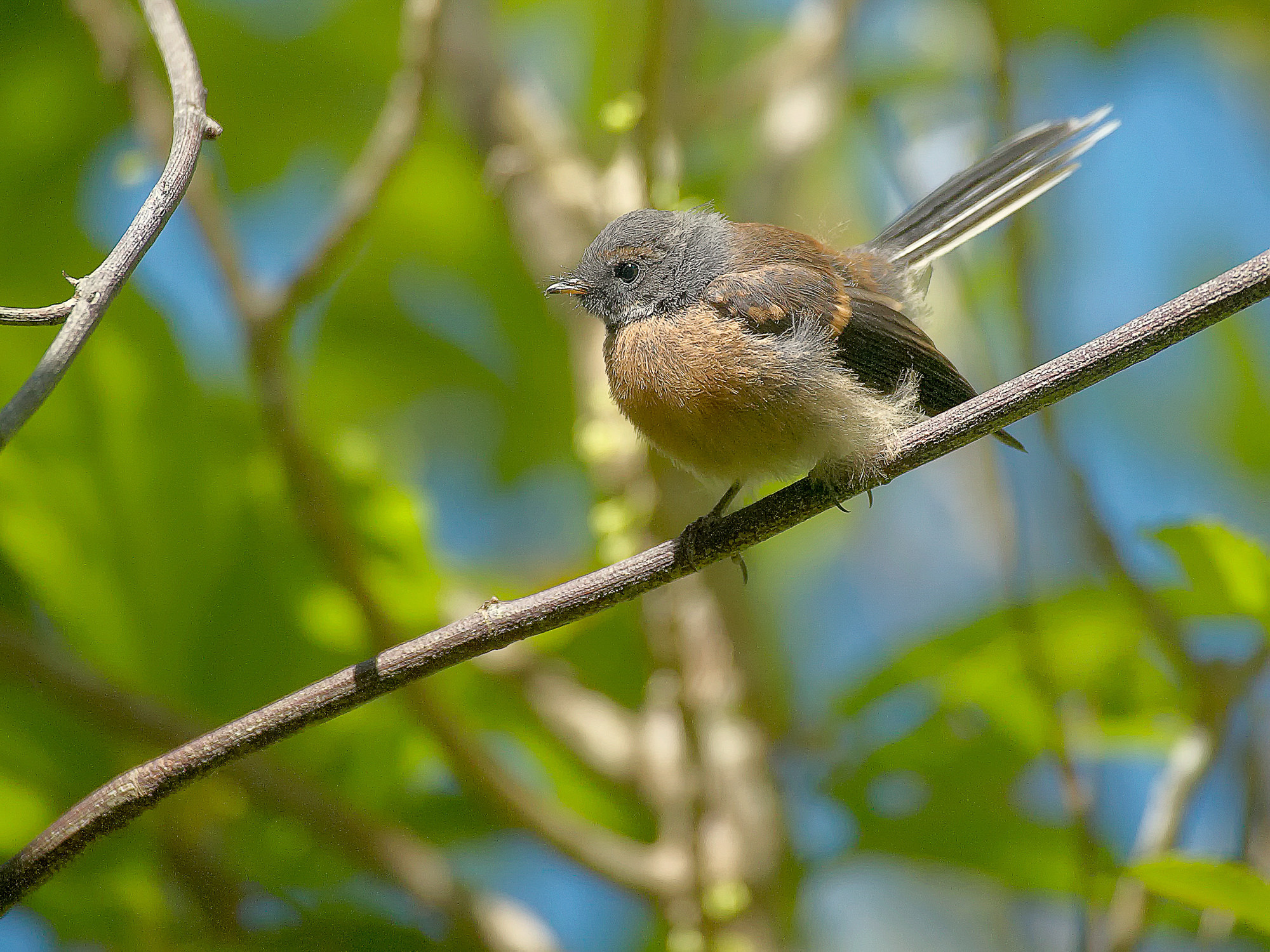 Graufächerschwanz im Wenderholm Regional Park, Neuseeland