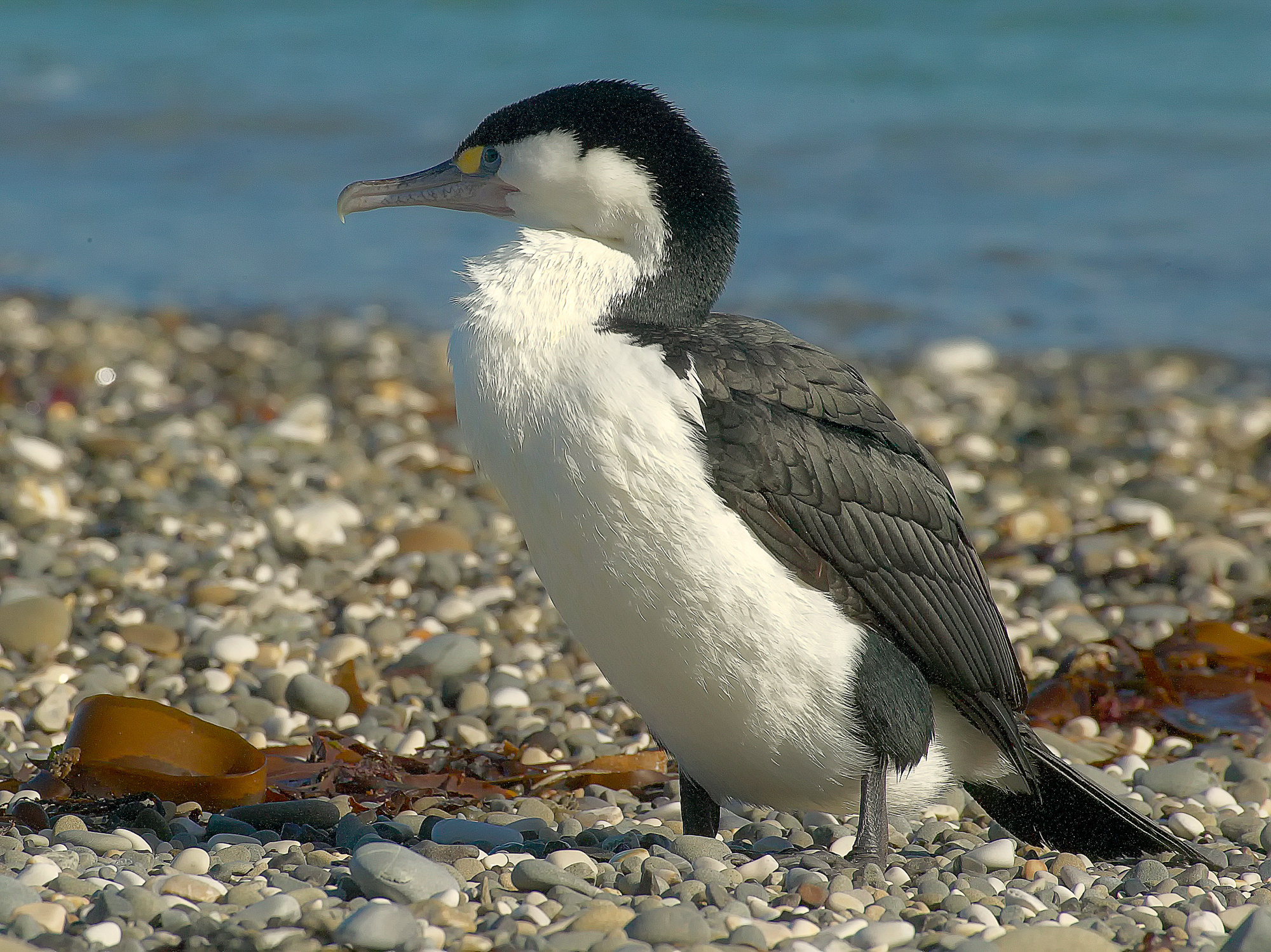 Kormoran, Neuseeland