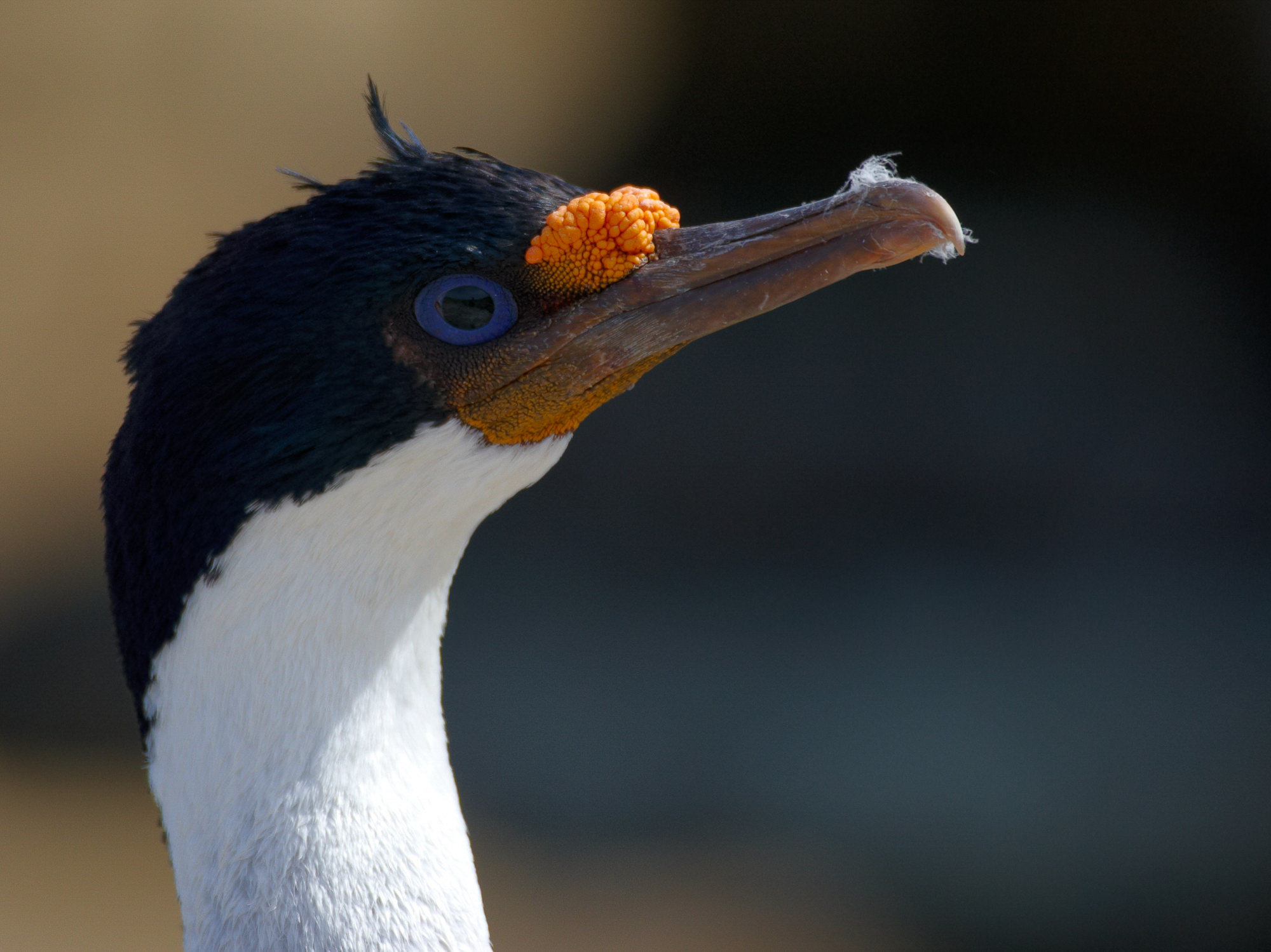 Kormoran, Falklands