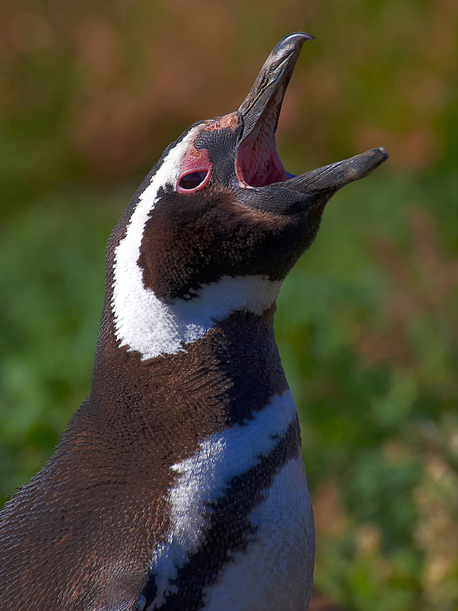 Magellanpinguin