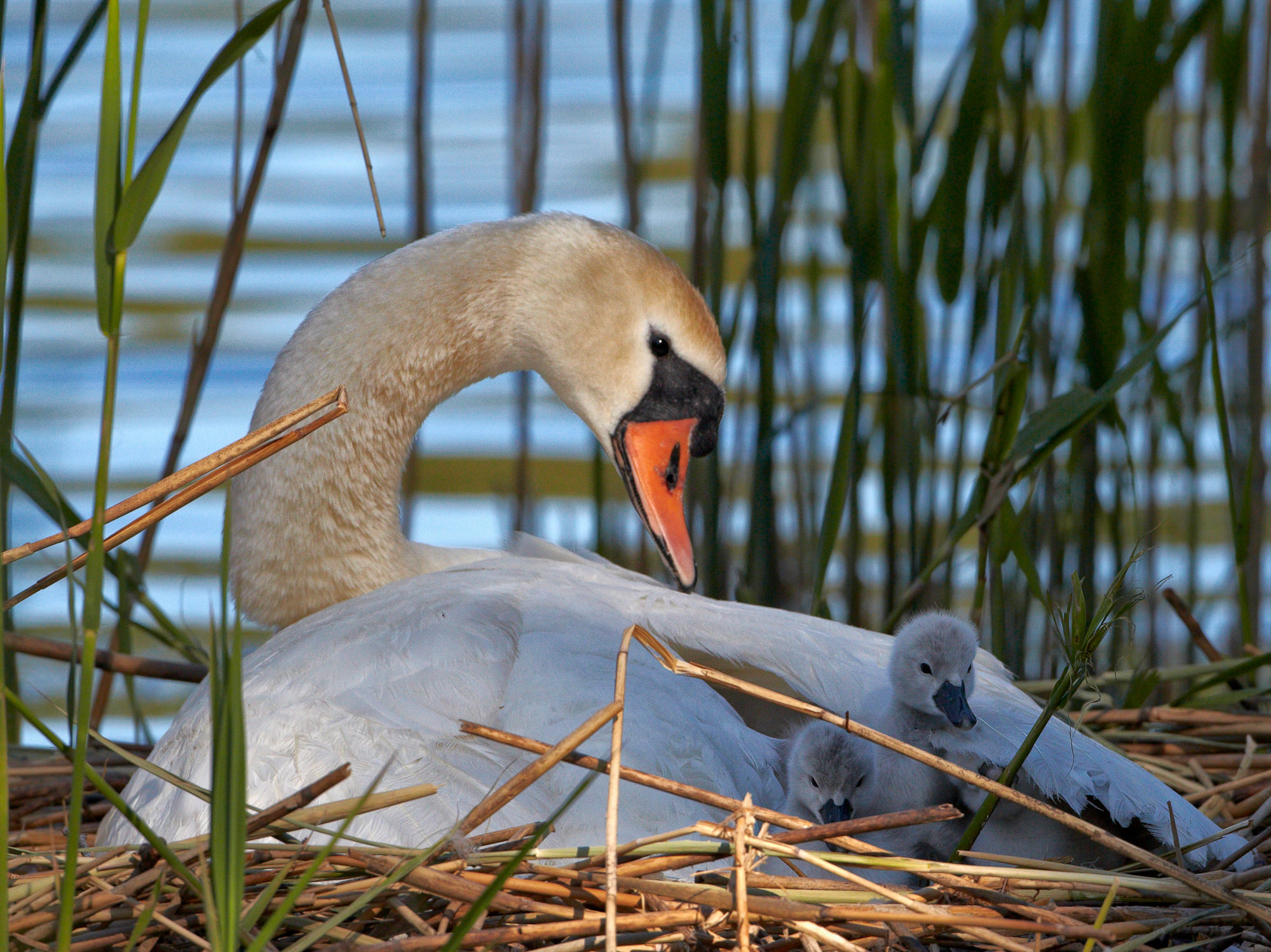 Höckerschwan mit Küken