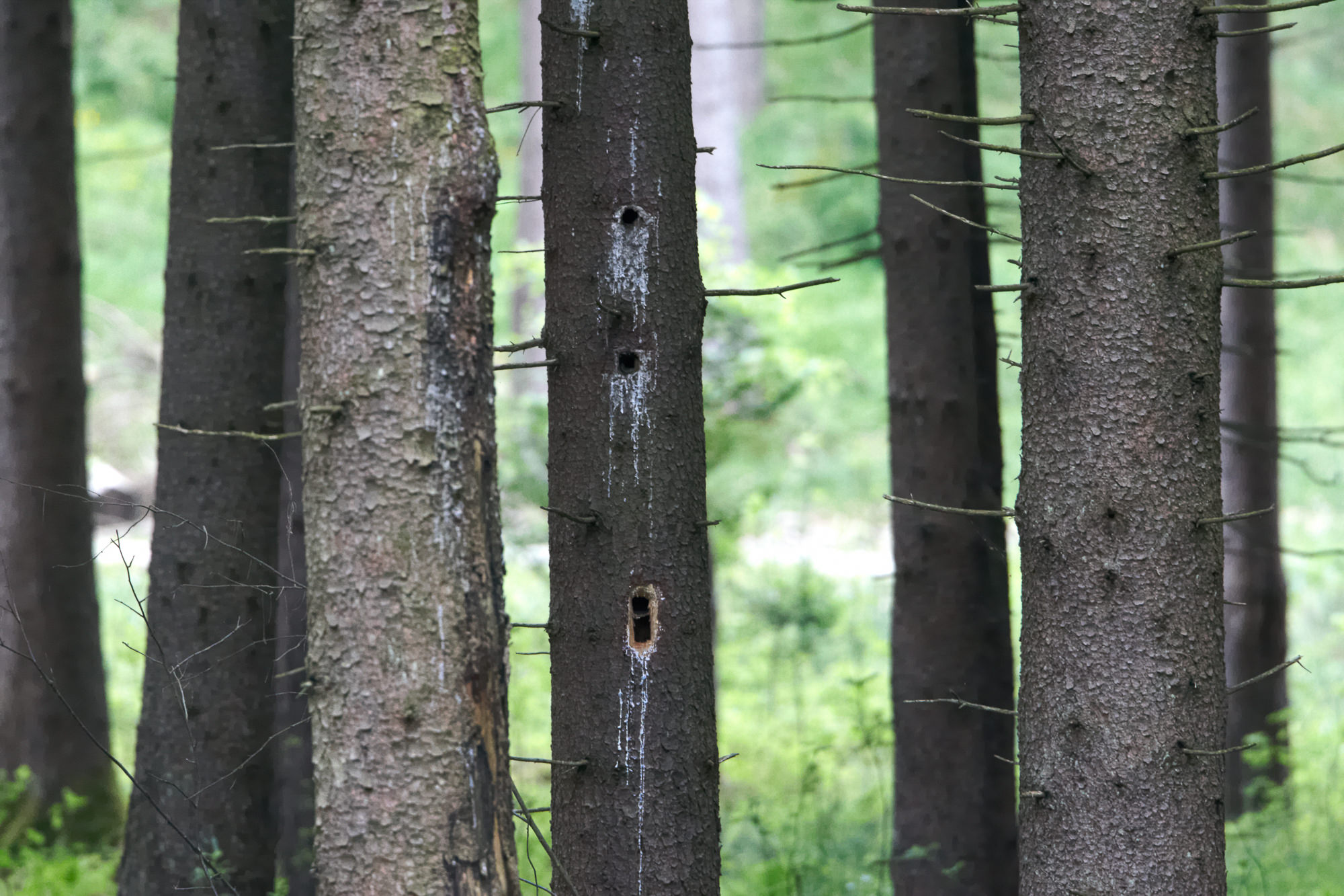 Schwarzspechthöhlen