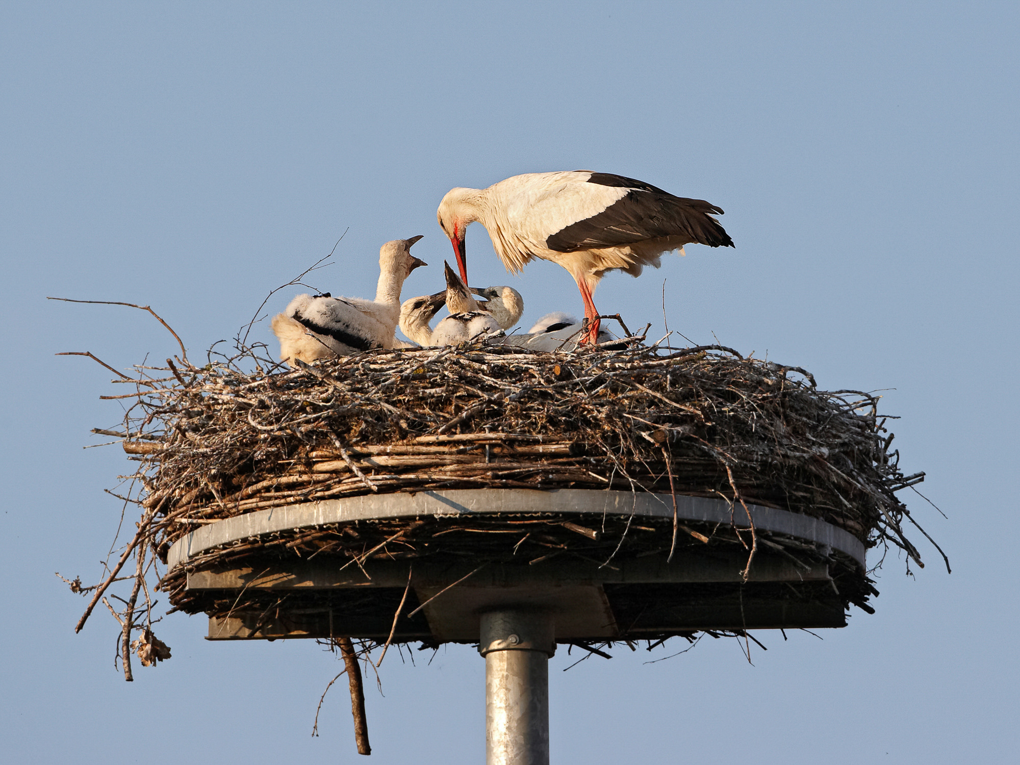 Weißstörche im Nest