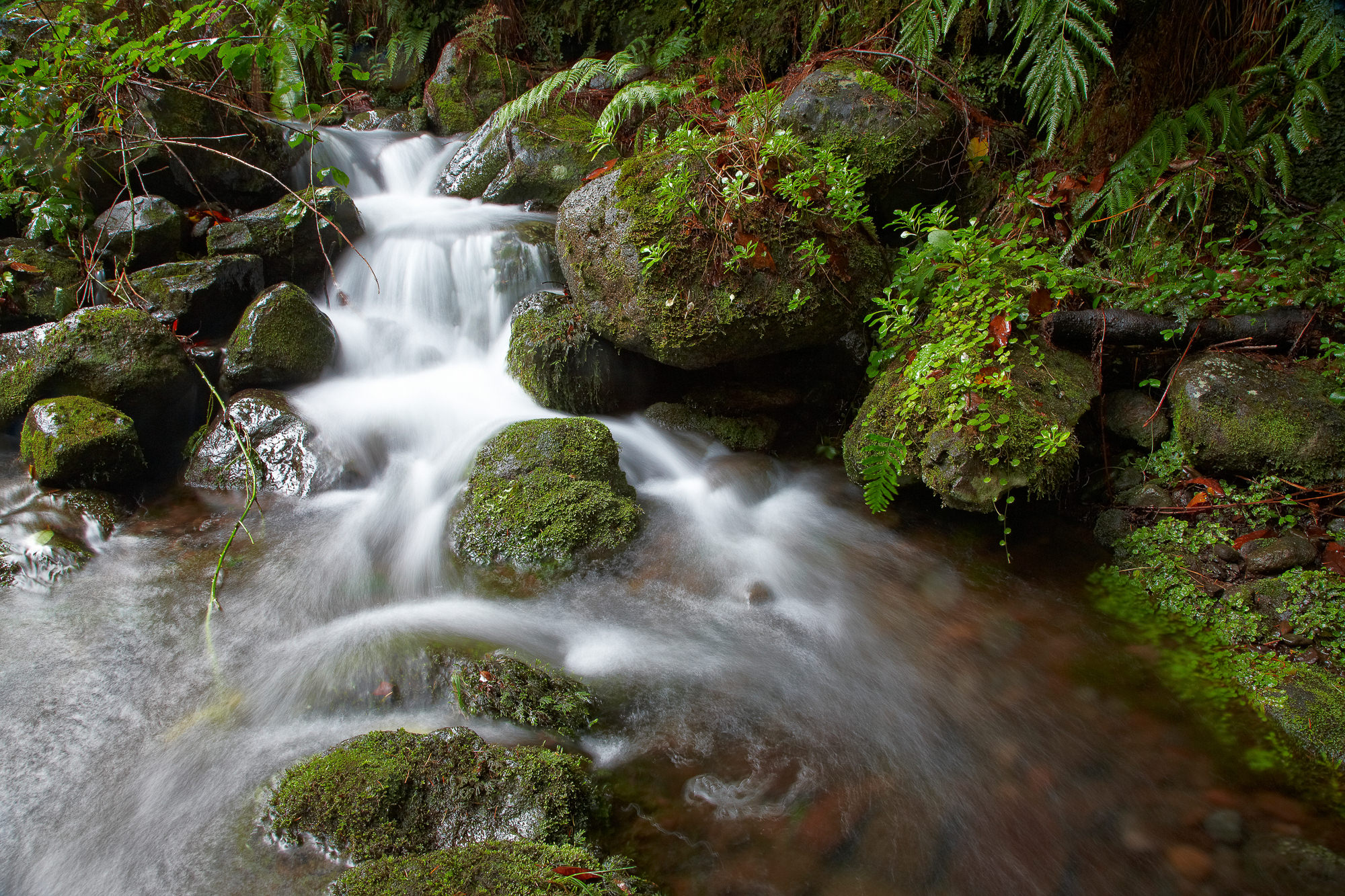 Bach durch den Lorbeerwald