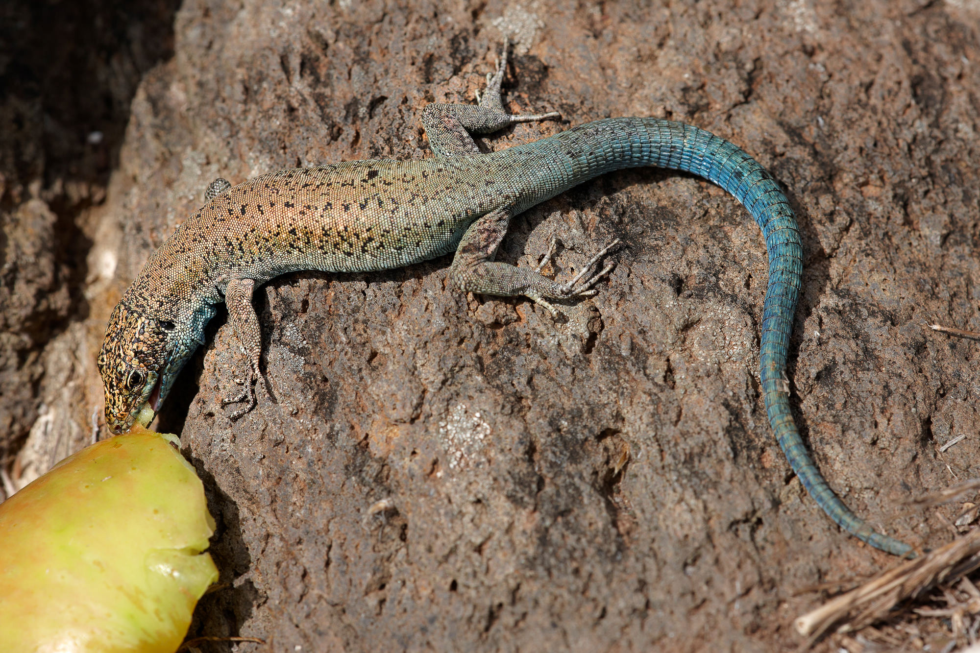 Eidechsen mögen Äpfel