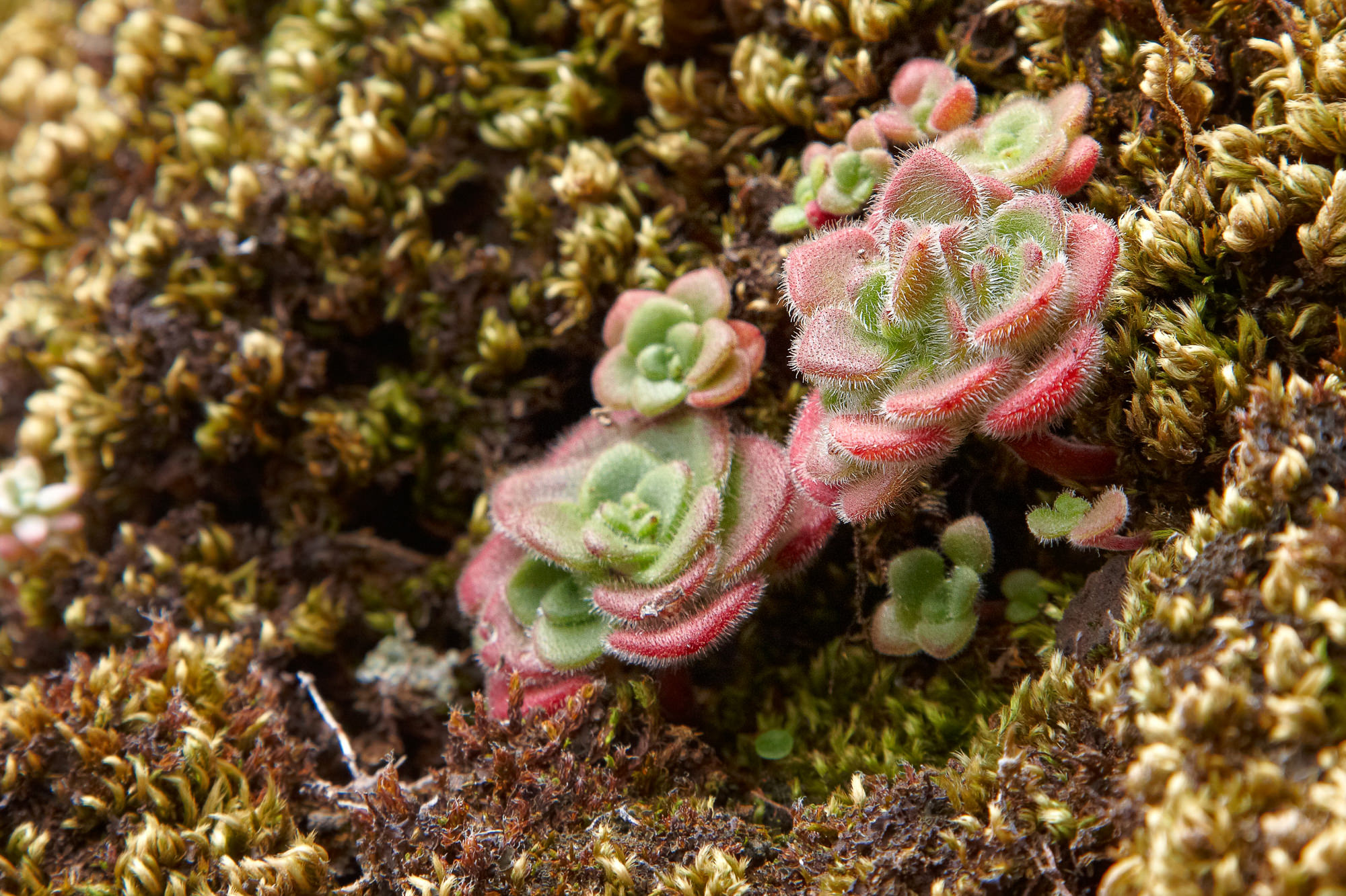 Aeonium glandulosum Succulente, endemisch auf  Madeira