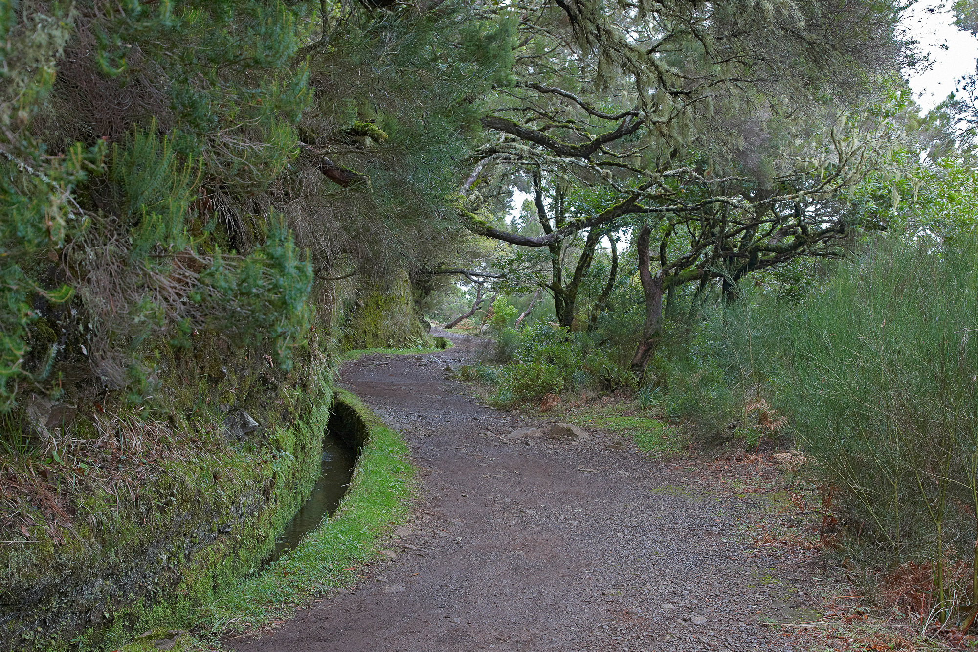 Wanderweg entlang einer Levada durch den Lorbeerwald