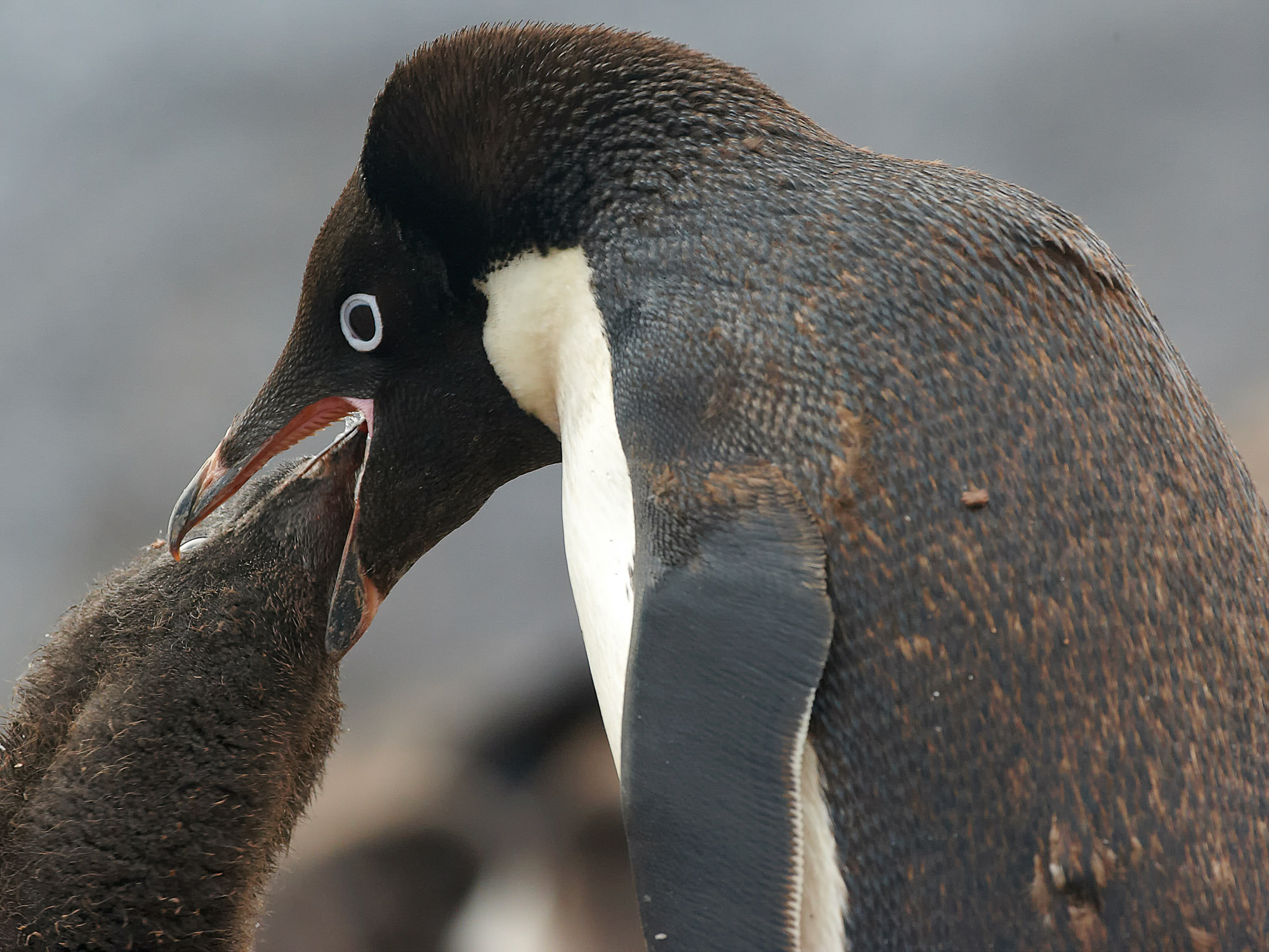 adelie penguin