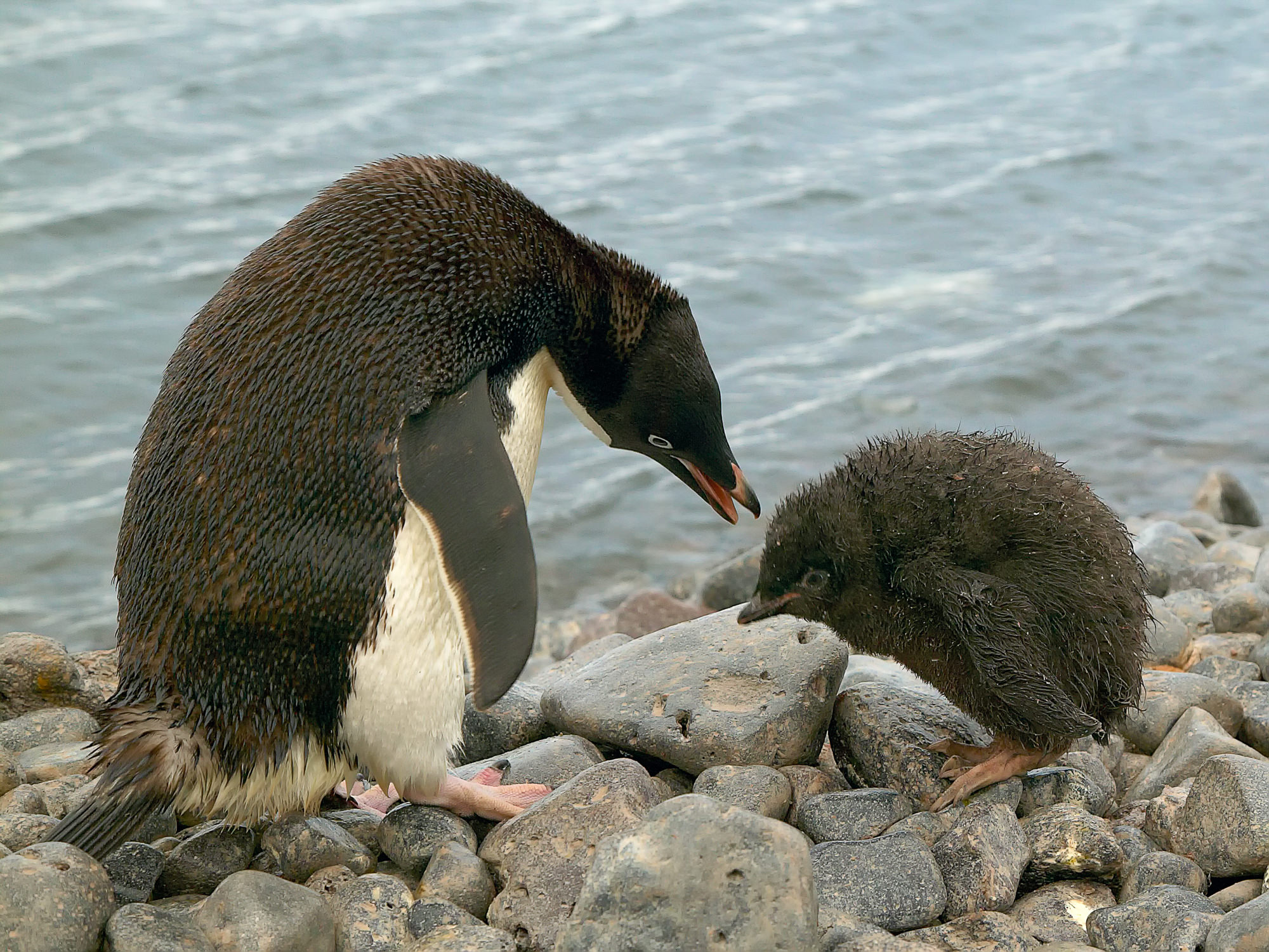 adelie penguin