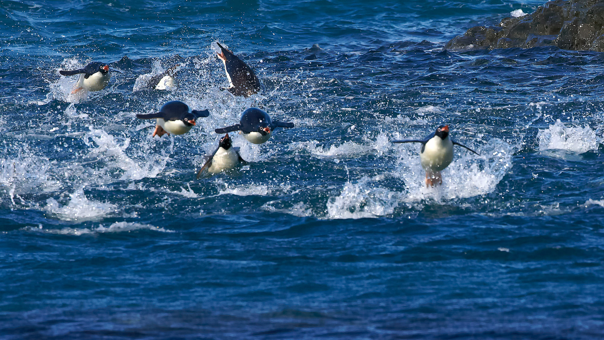 swimming fun with the adelie penguins