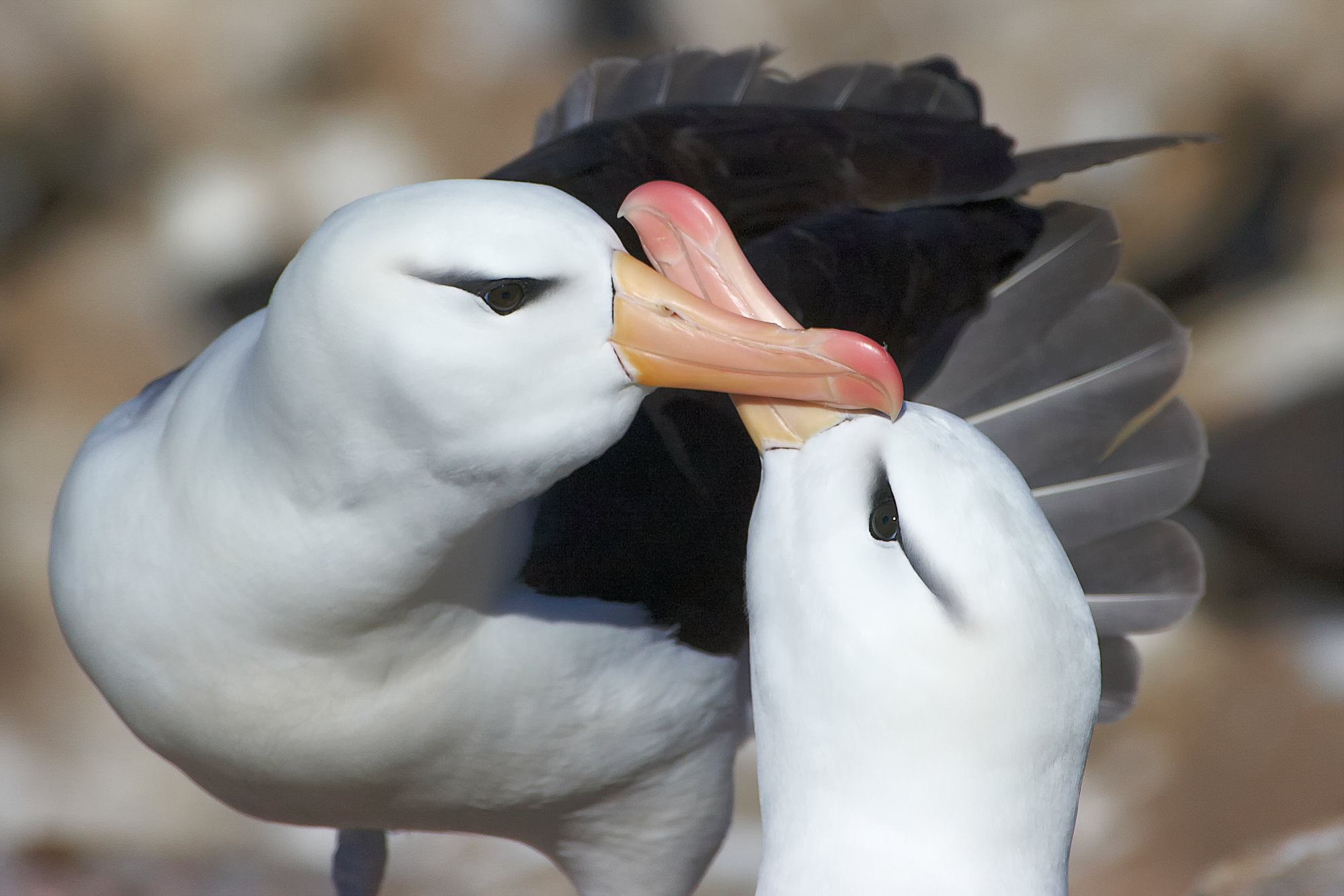 courtship wandering albatross