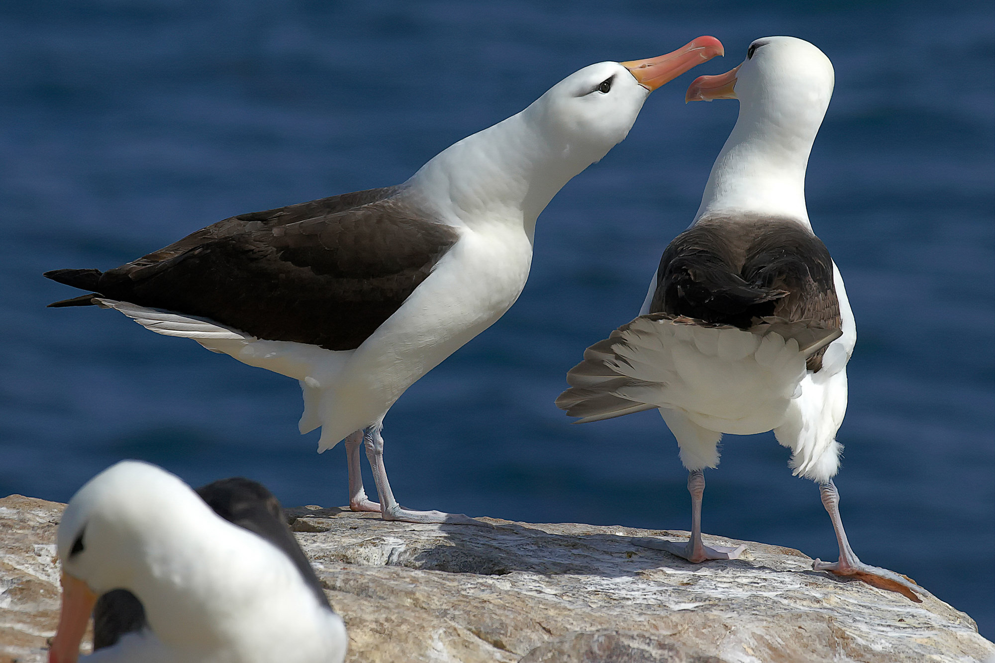 courtship wandering albatross