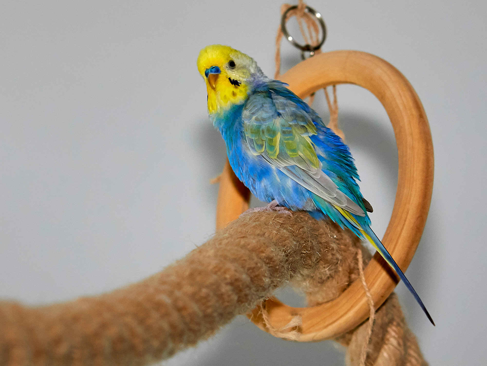 budgerigar