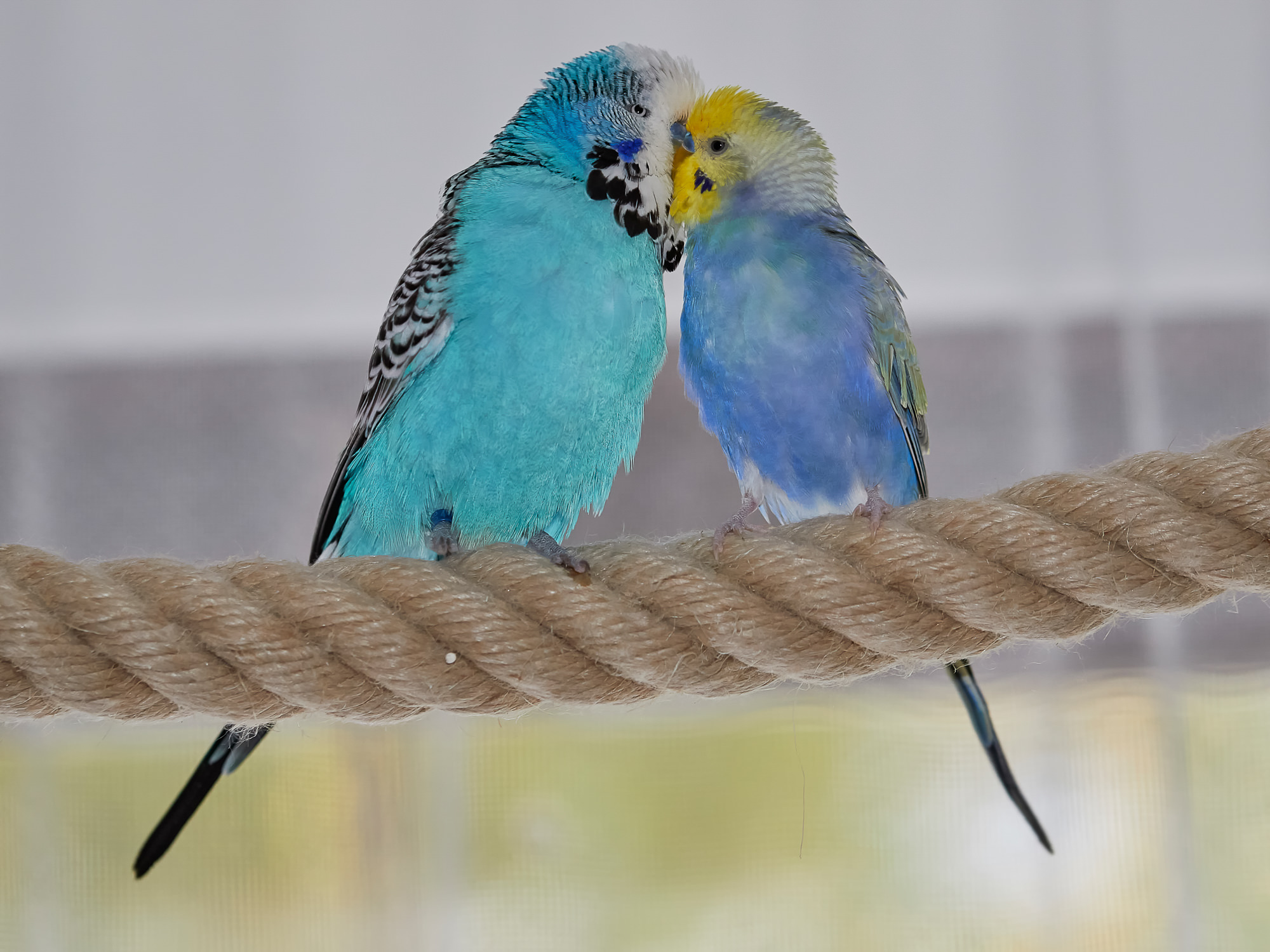 budgerigars