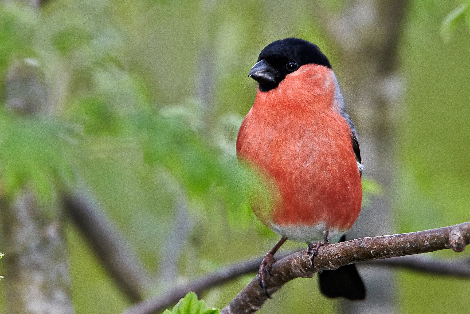 bullfinch (male)