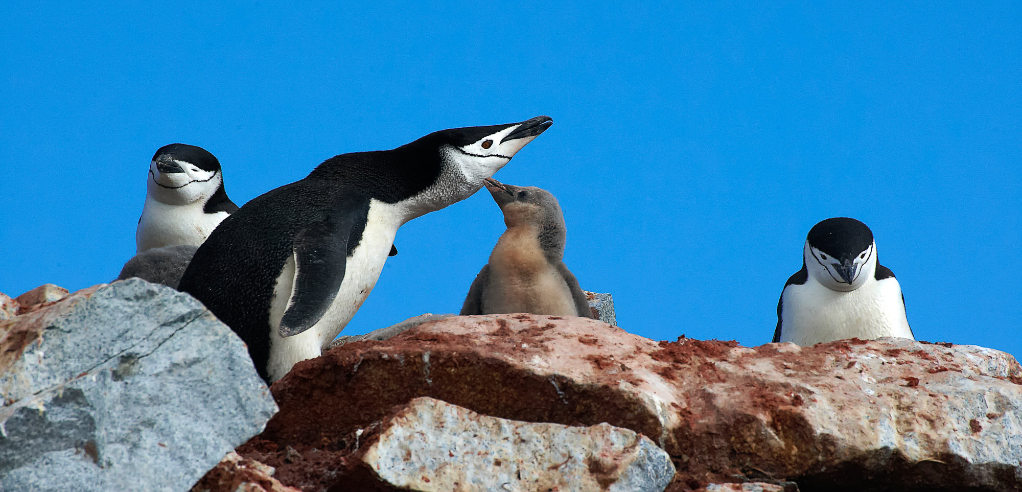 chinstrap penguin