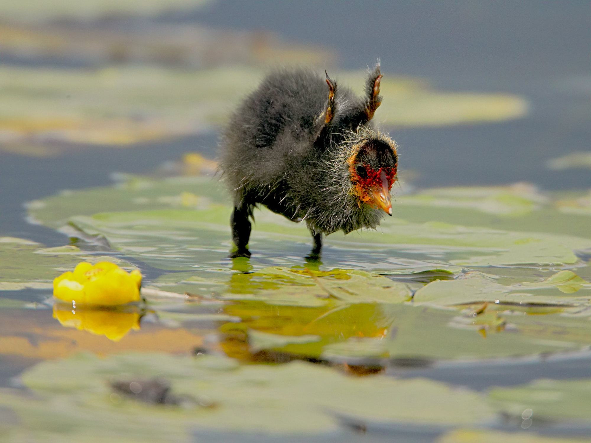 coot chick