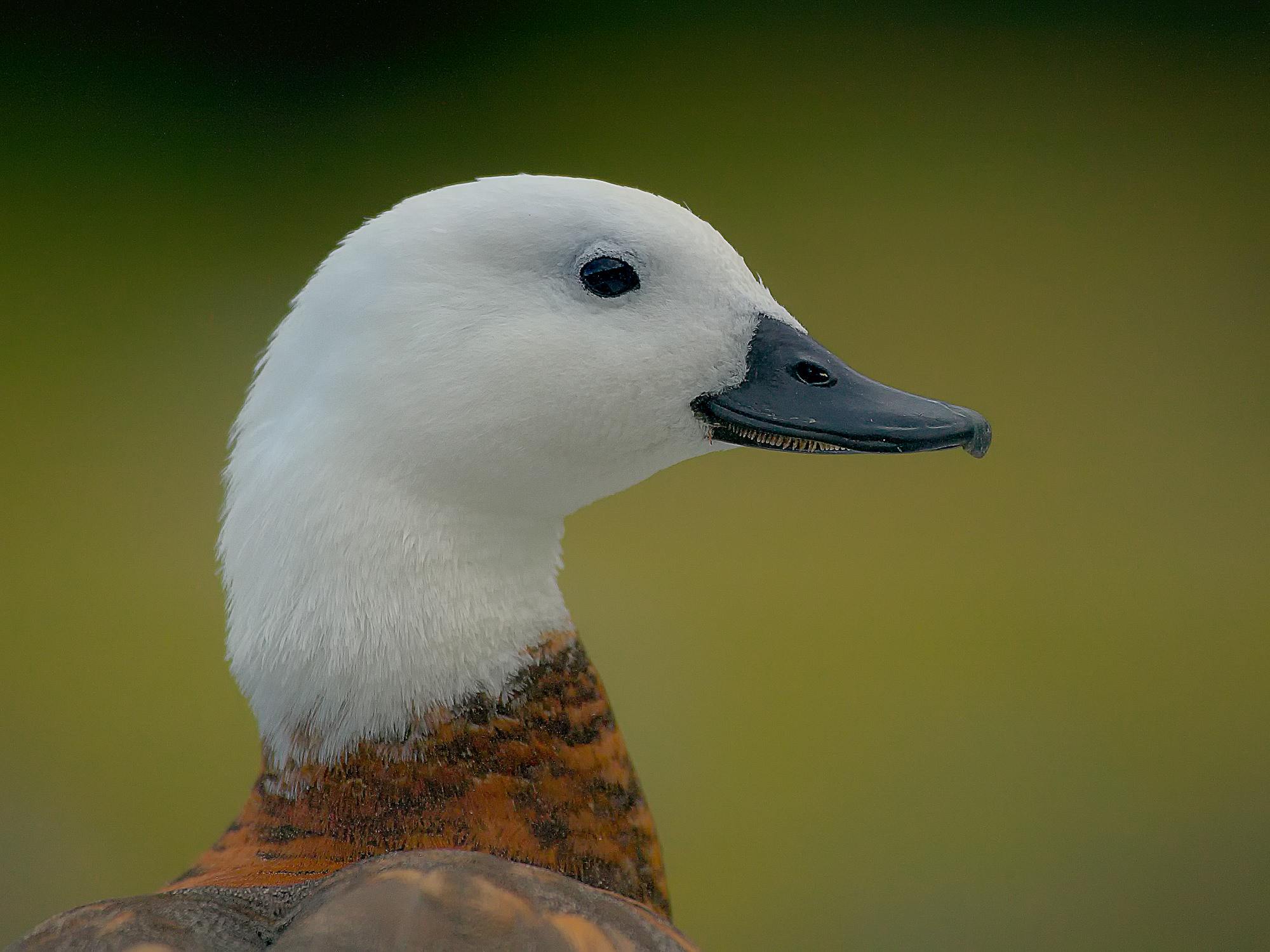 shelldug, New Zealand