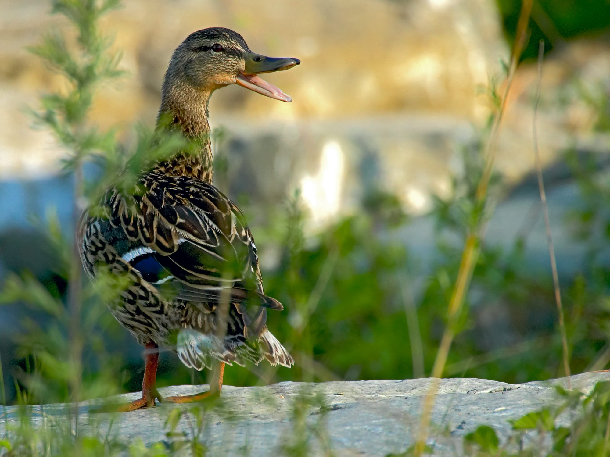 mallard