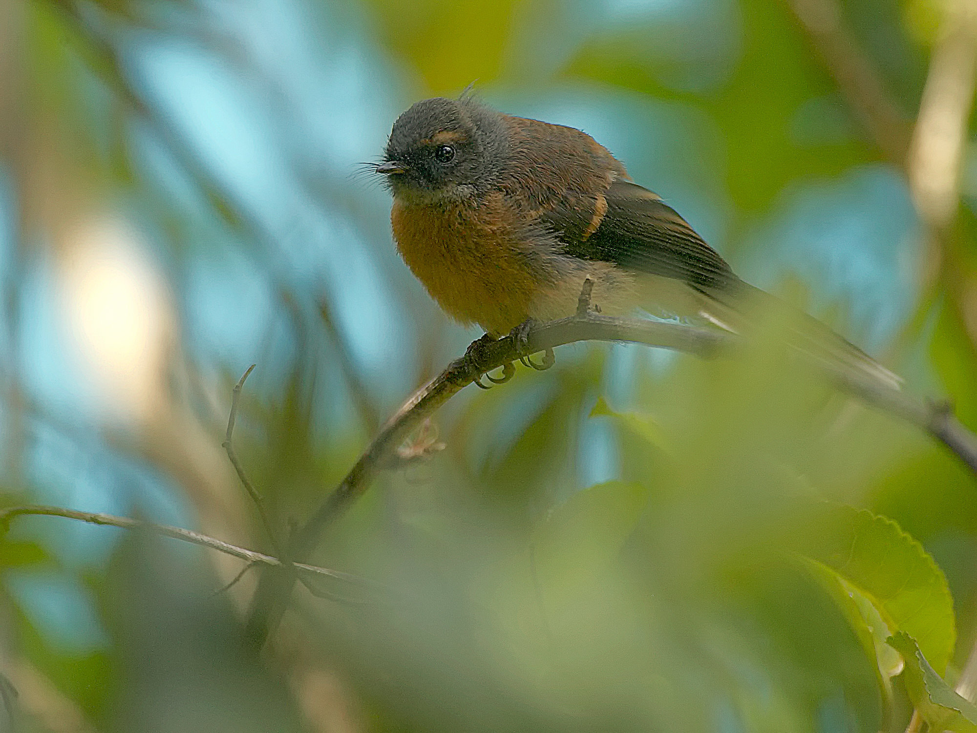 fantail in the Wenderholm regional park, New Zealand