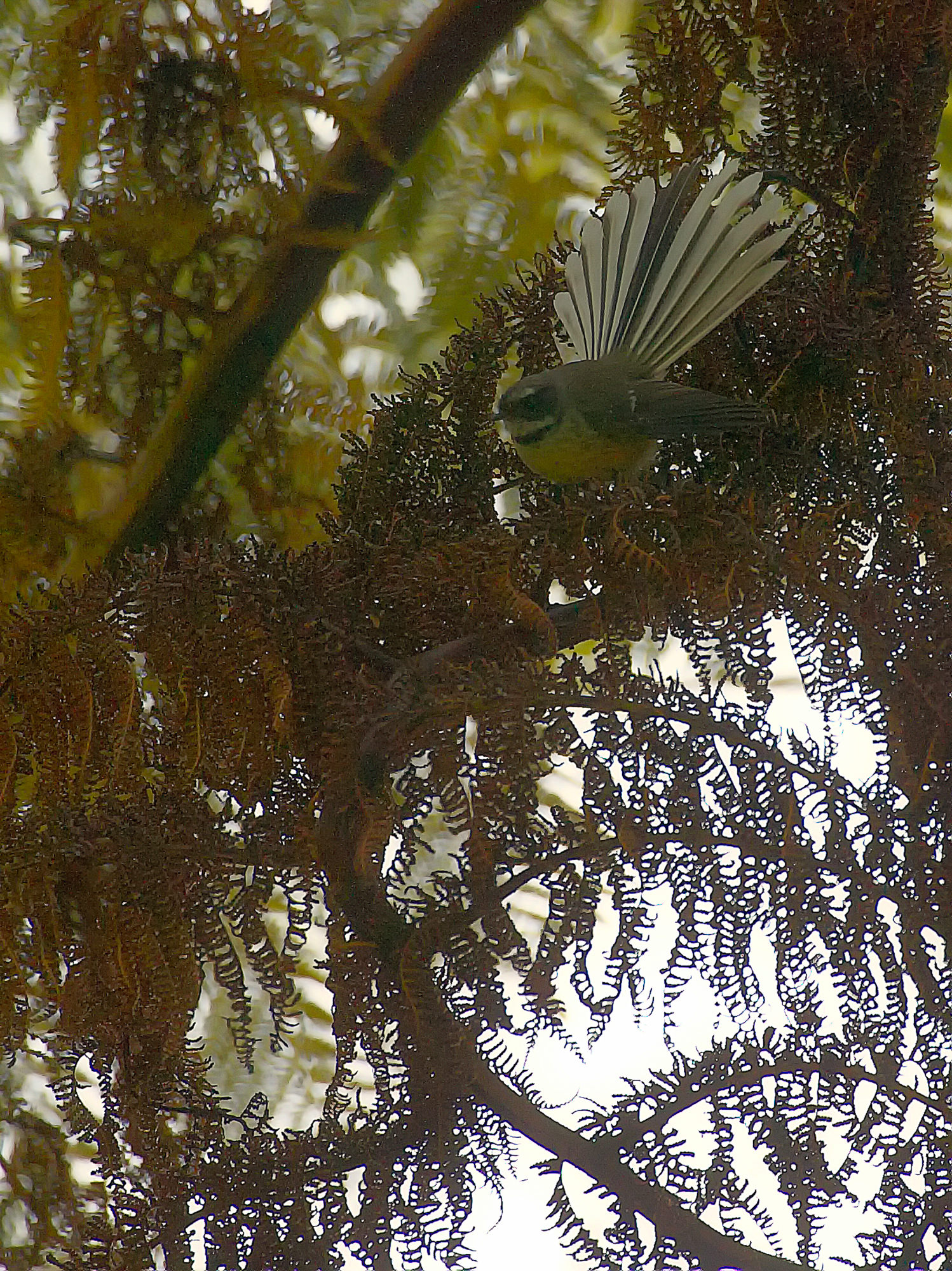 fantail in the Wenderholm regional park, New Zealand