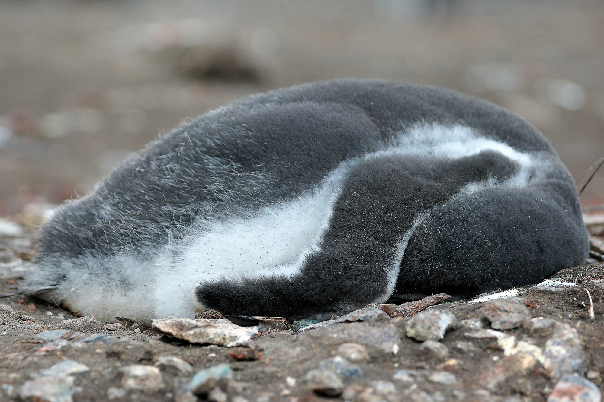 nursey of gentoo penguins