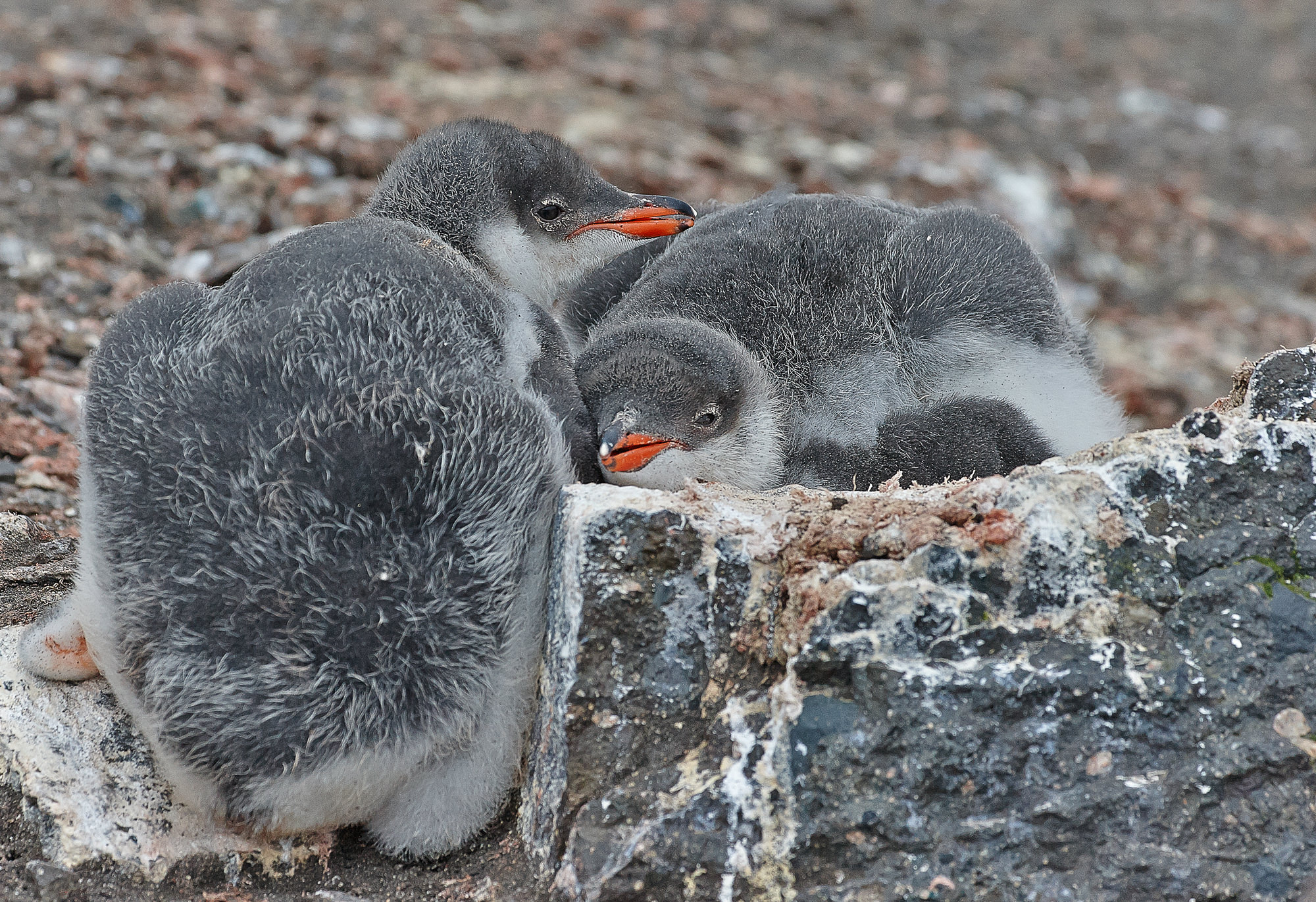 nursey of gentoo penguins