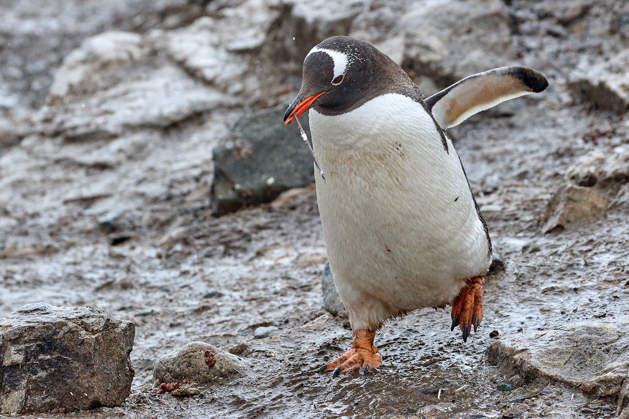 gentoo penguin building a nest
