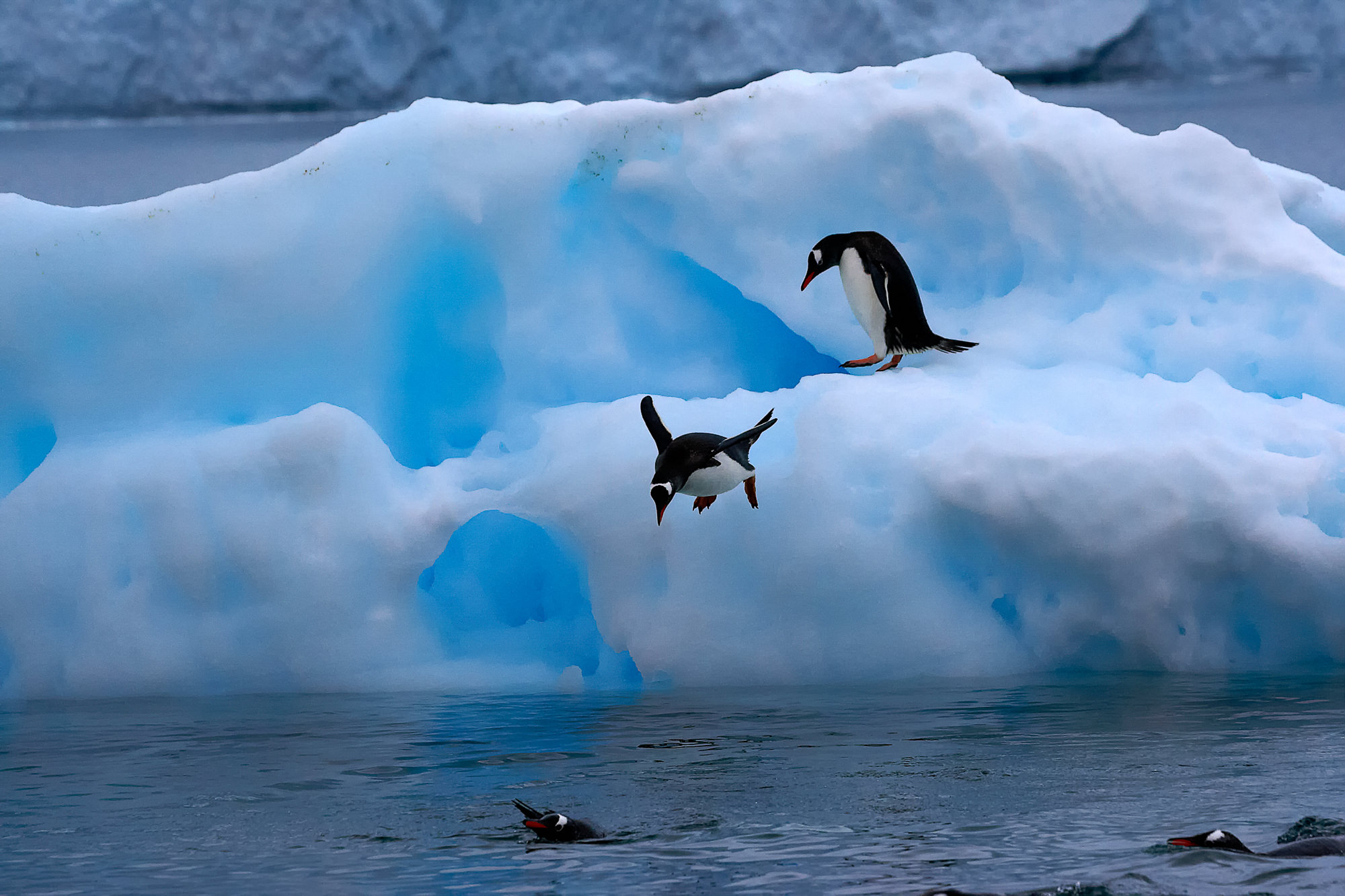 swimming fun with the gentoo penguins