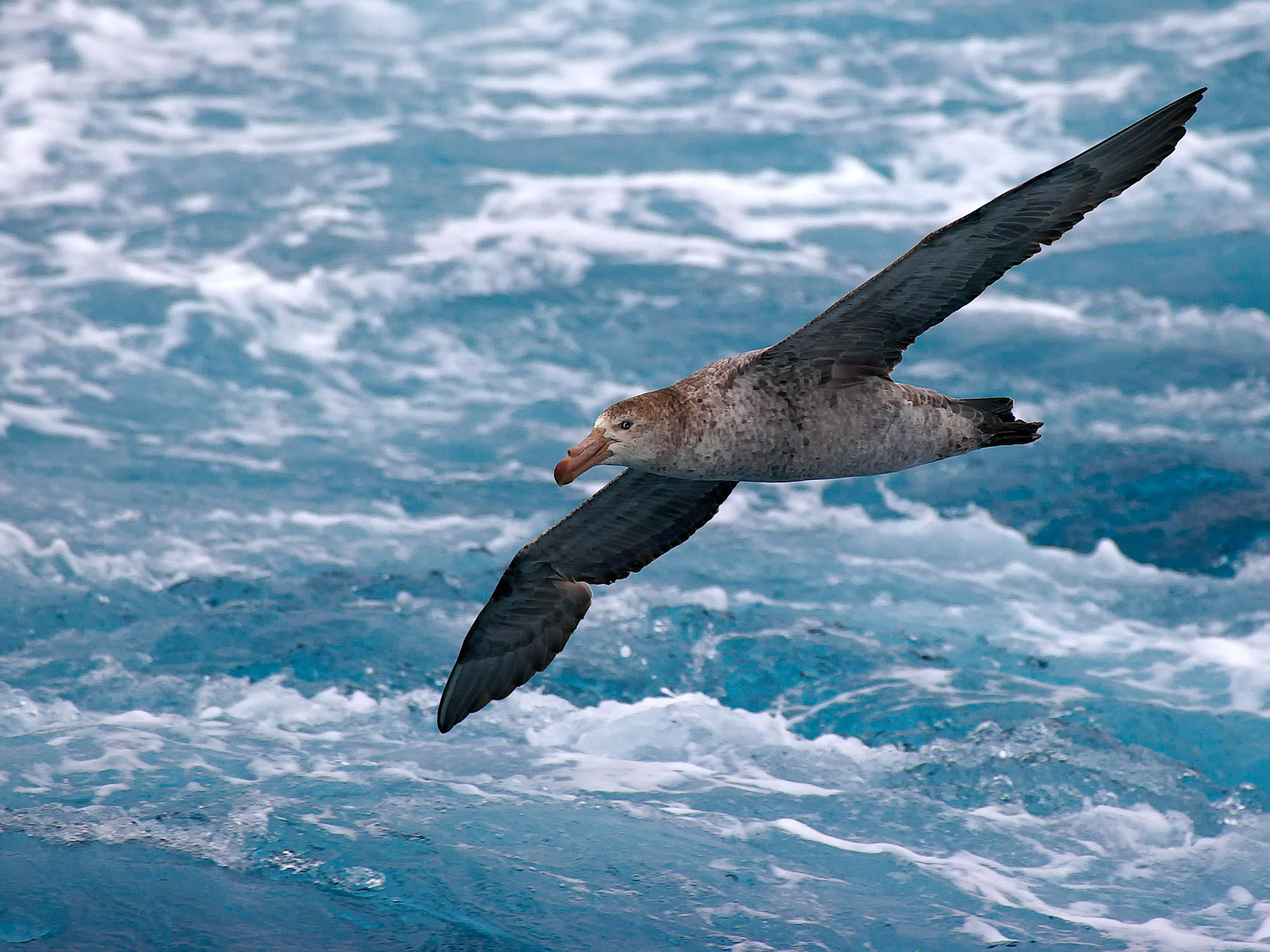 giant petrelgel