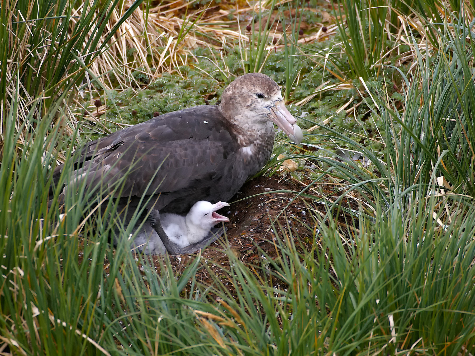 giant petrel and its chick