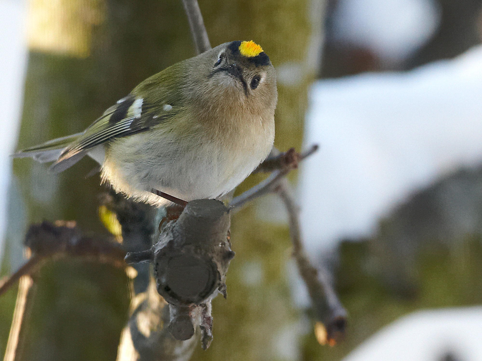 goldcrest