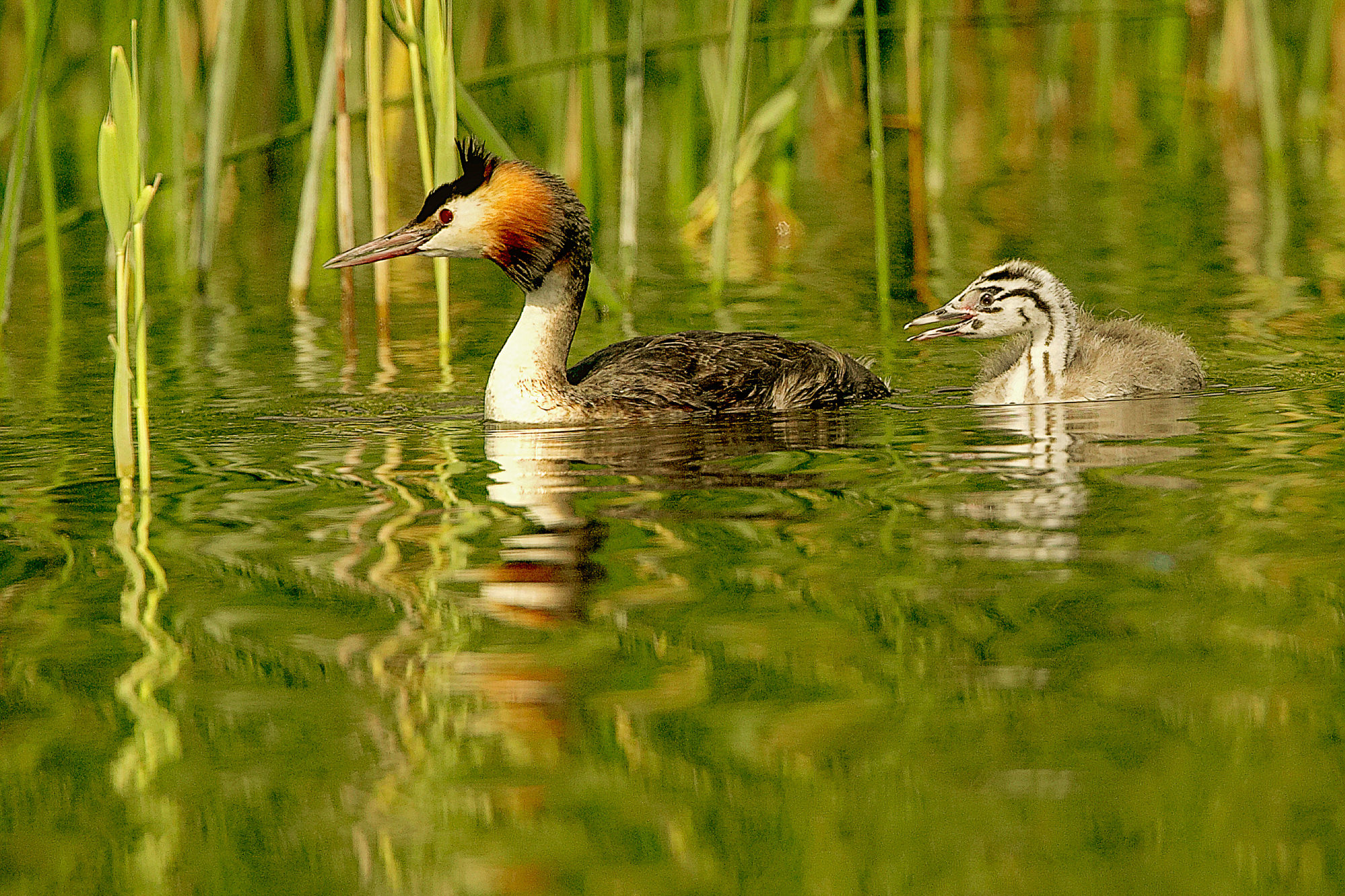 great crested grebes with chick