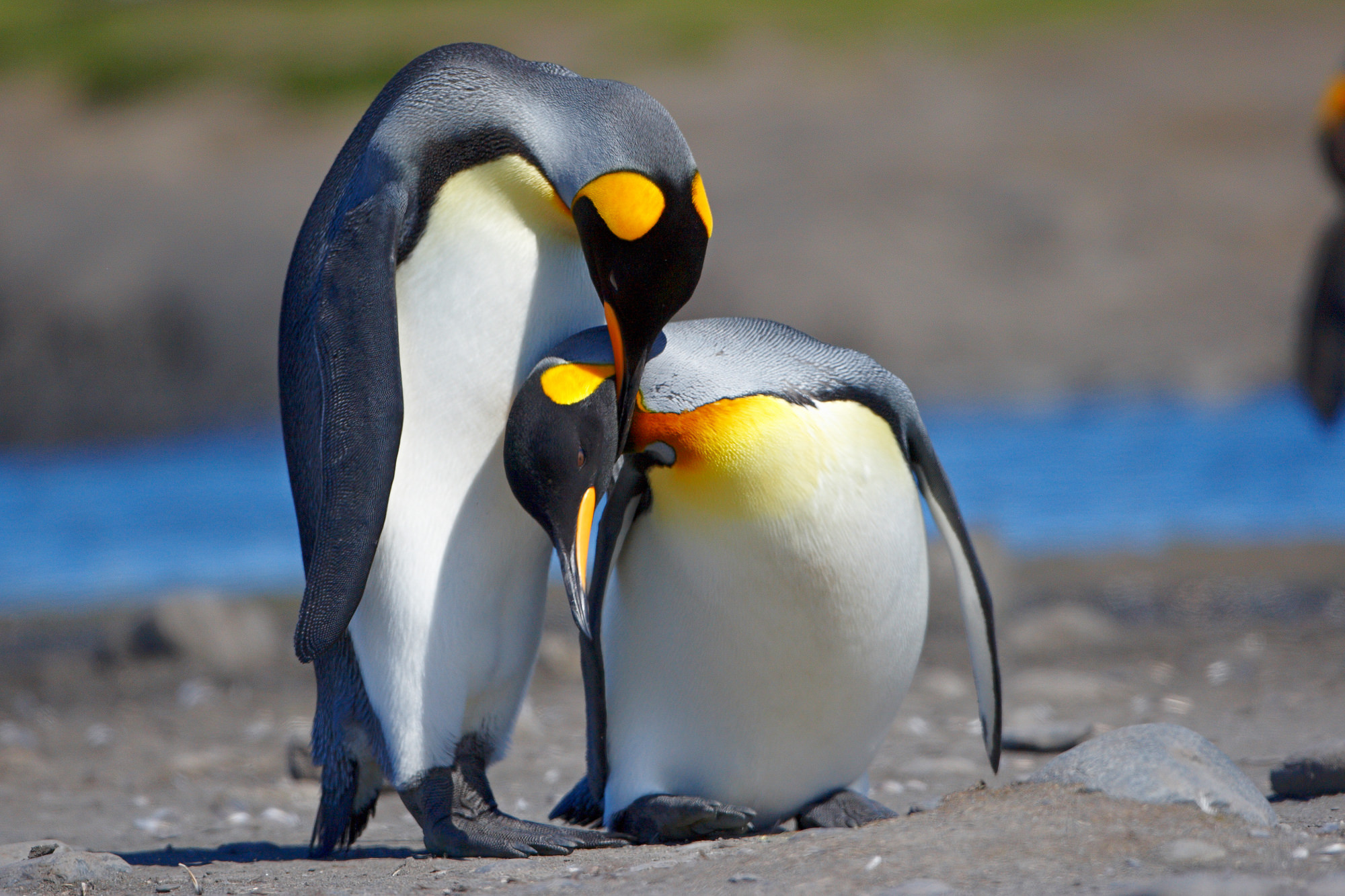 king penguins in love