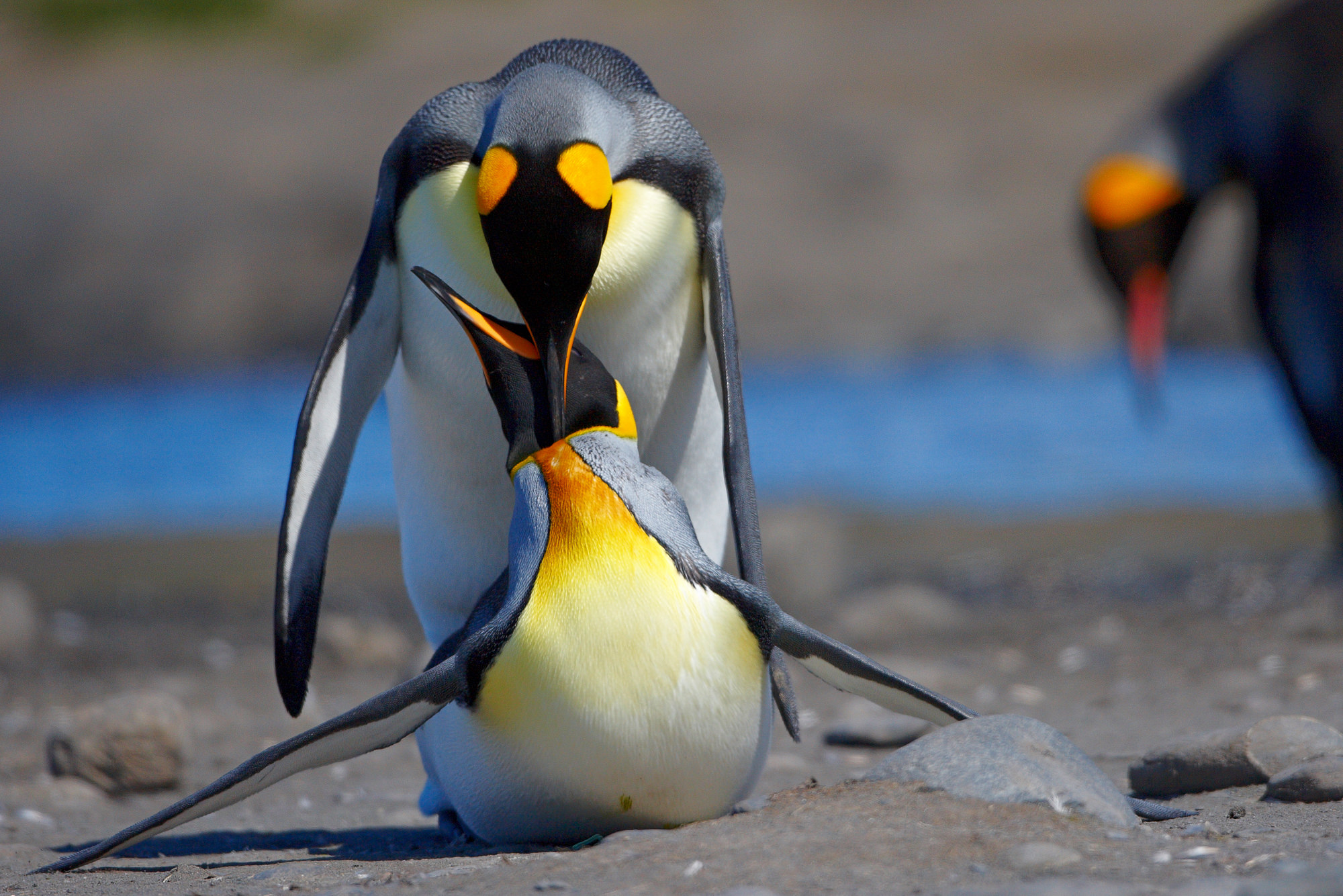 king penguins in love
