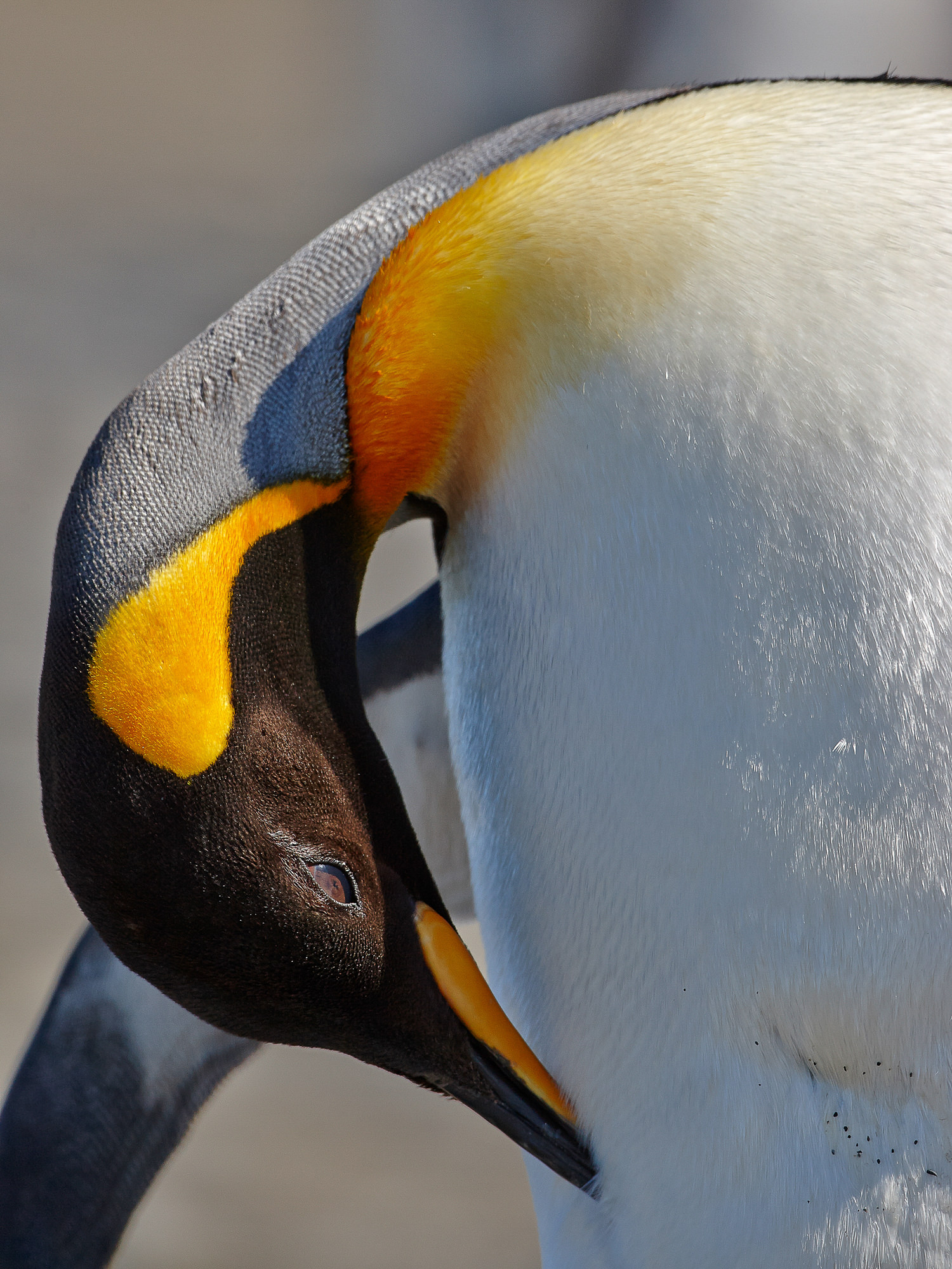 king penguin at Salisbury Plain