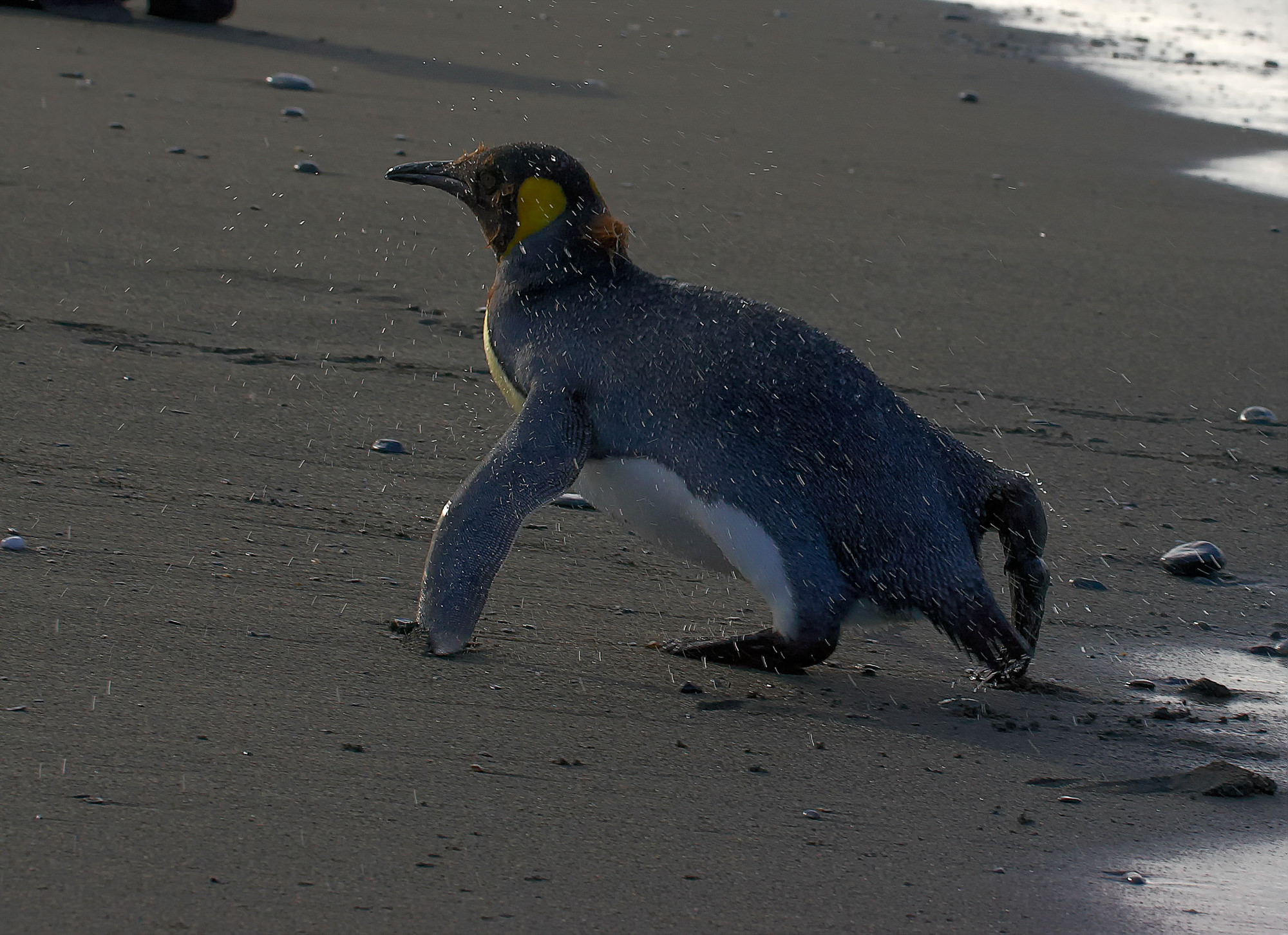 king penguin