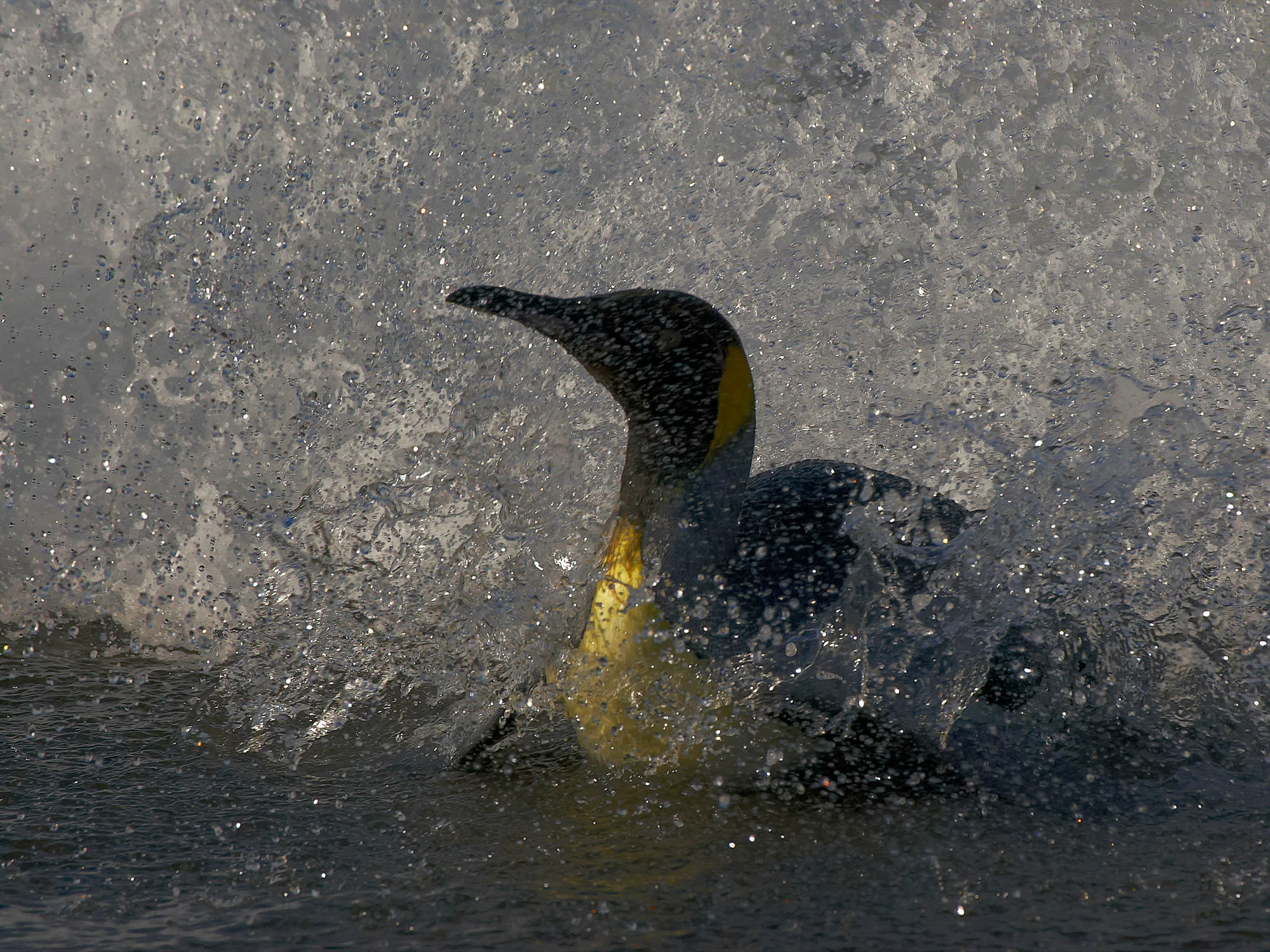 king penguin