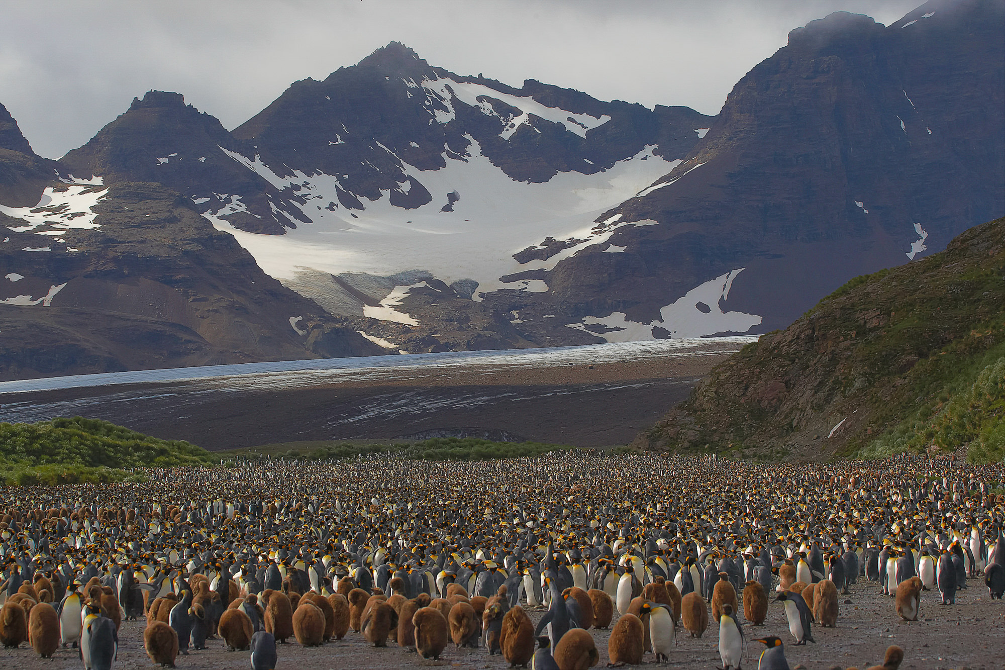 king penguins at Salisbury Plain, South Georgia