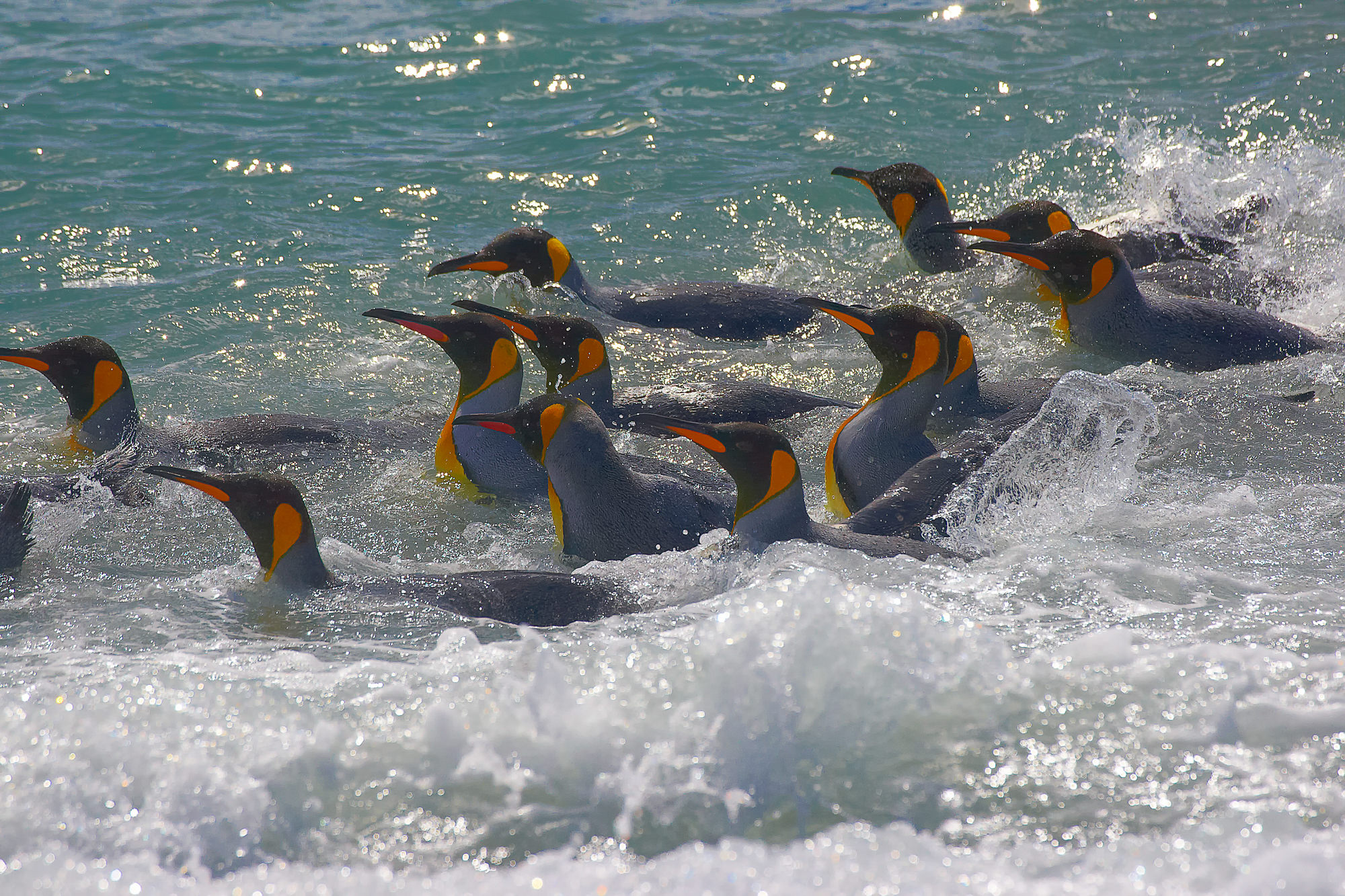 King penguins have fun swimming